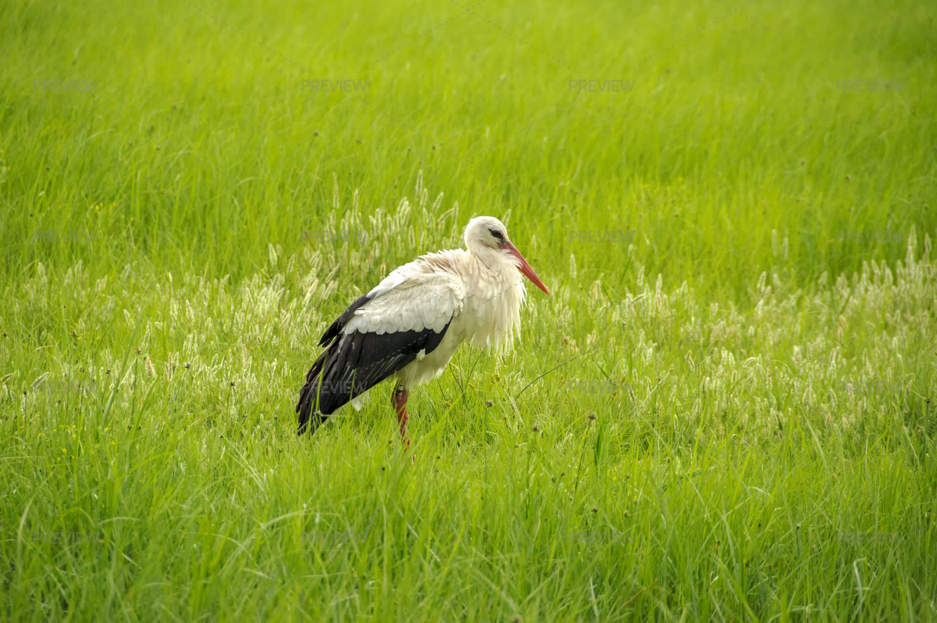 Stork Gif Spring Stork In A Spring Field by Stefi Panchesco - Stock Photos | Motion Array