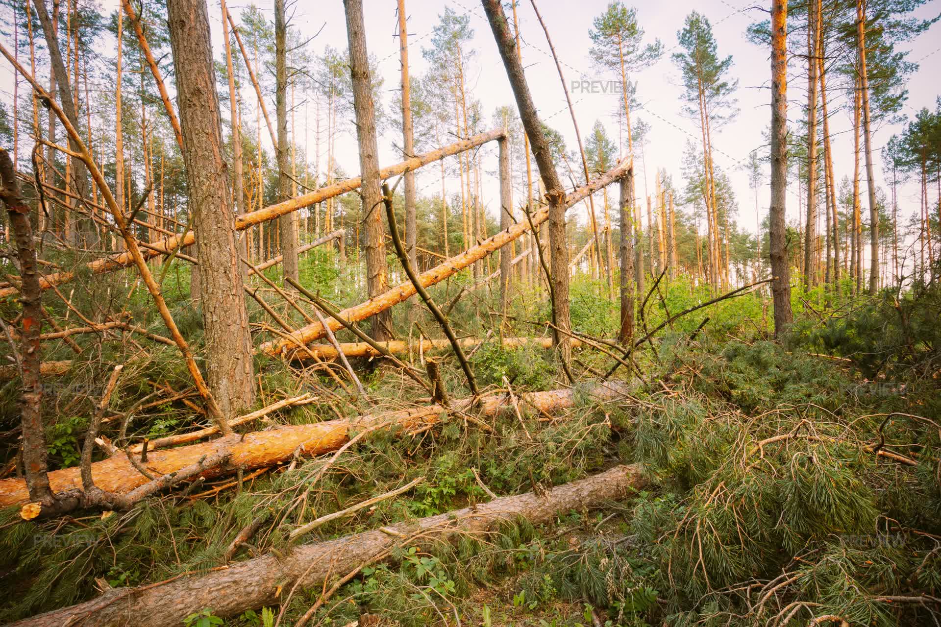 Storm Ravaged Forest Storm Damage In Forest by Grisha Bruev - Stock Photos | Motion Array