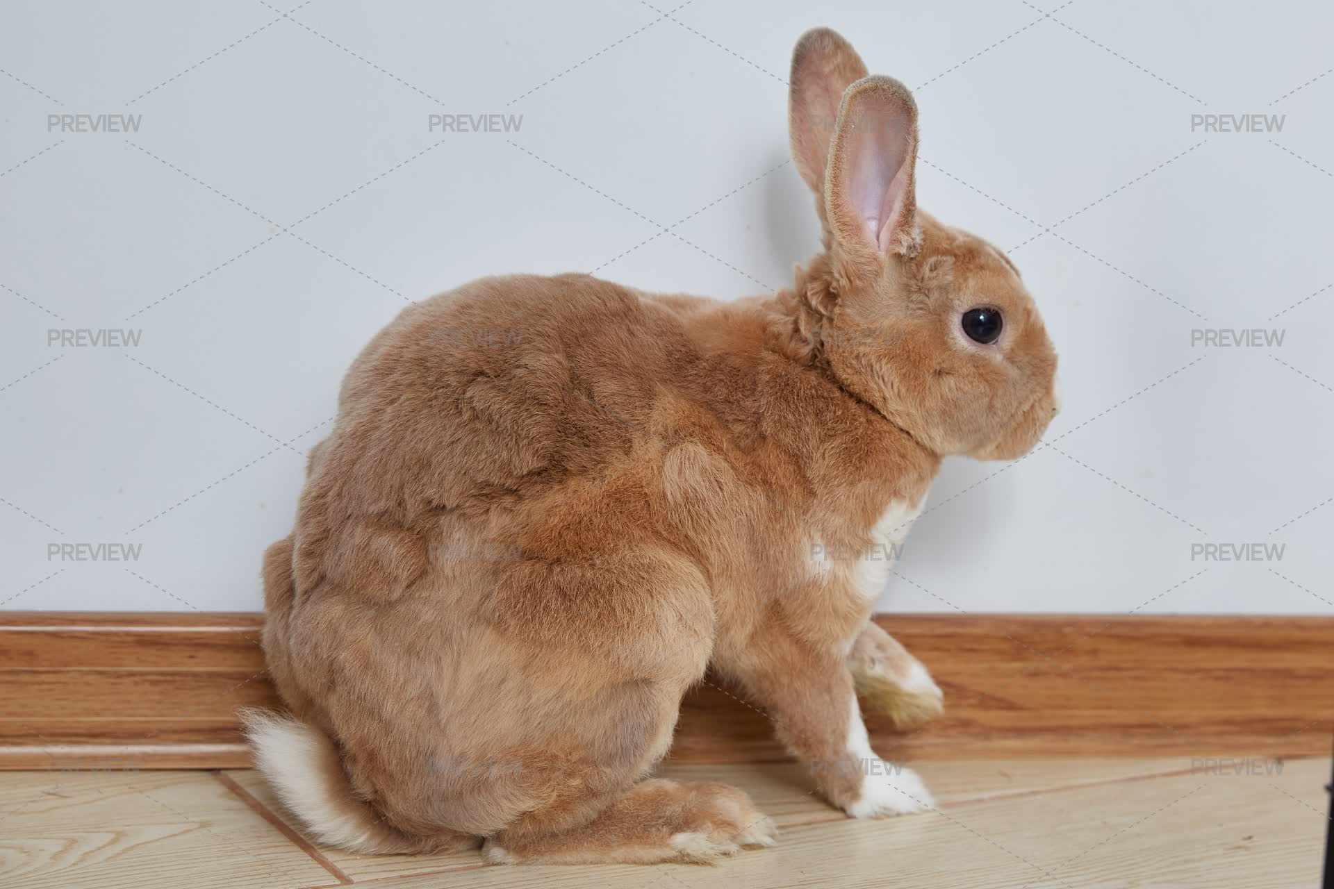 Rabit High Resolution Rabbit - Stock Photos | Motion Array