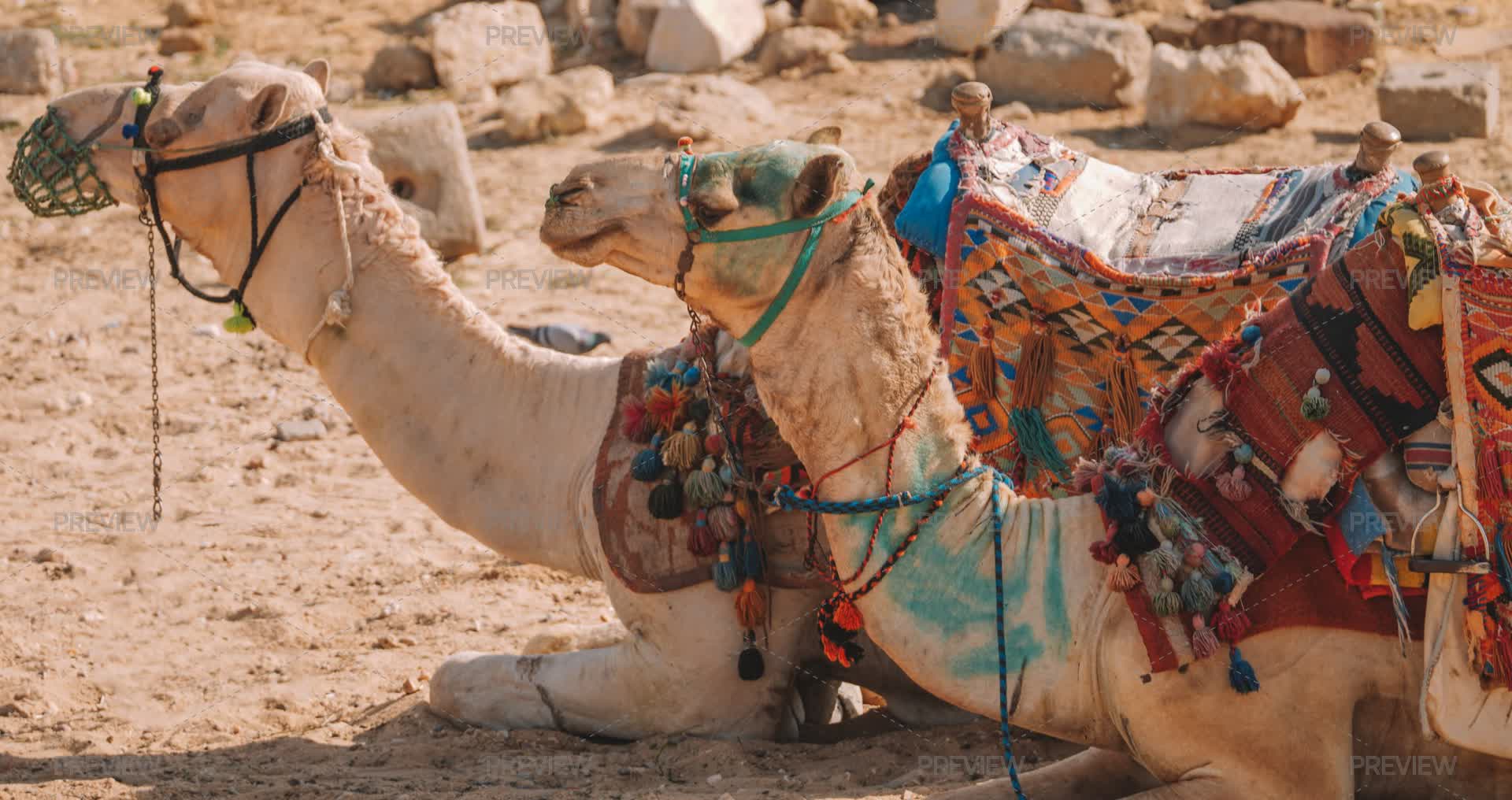 Camels Inmotion Camels Close Up by George Khelashvili - Stock Photos | Motion Array