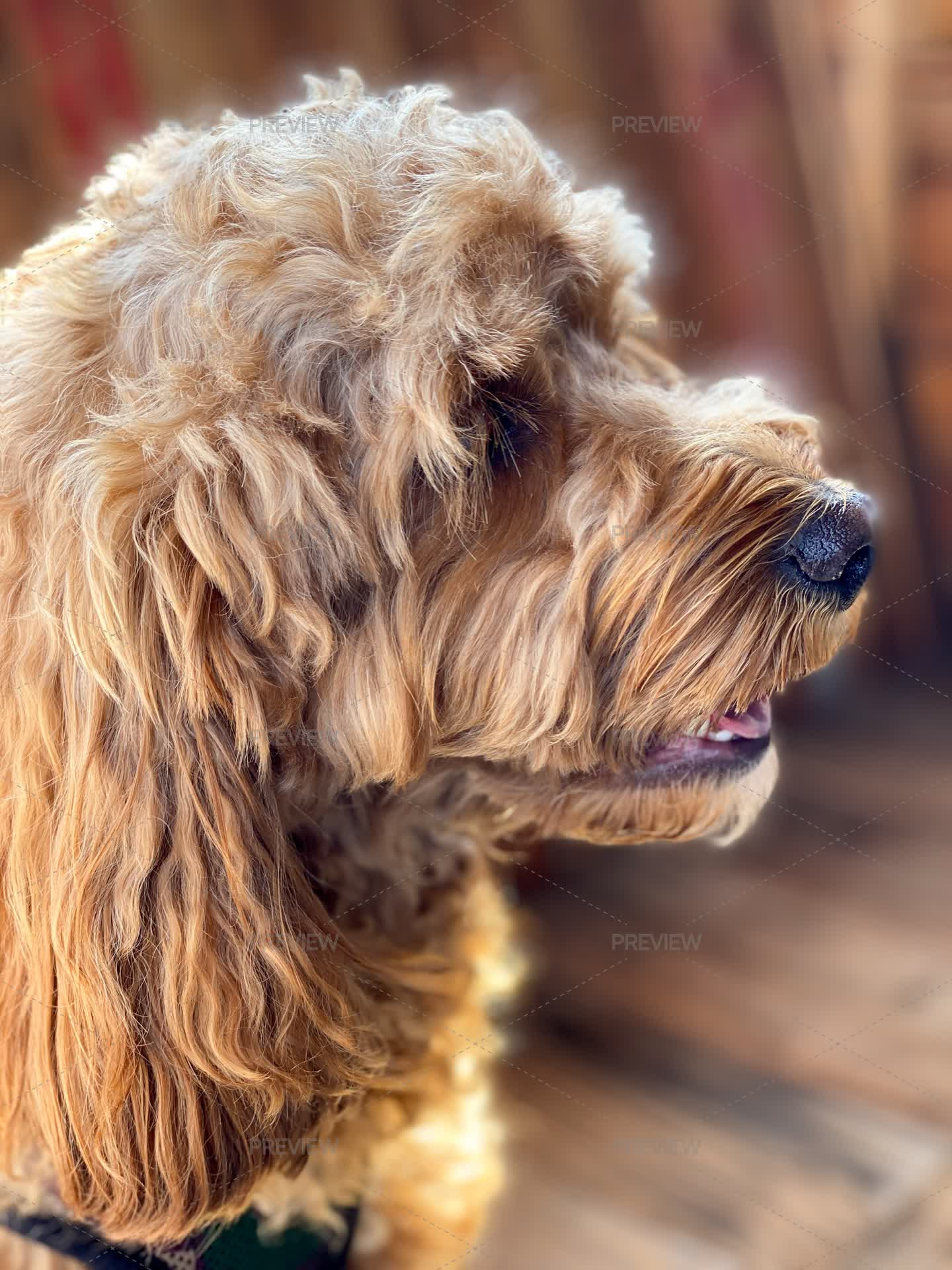 Cavapoo Profile View Crossbreed Cavapoo Dog Profile - Stock Photos | Motion Array