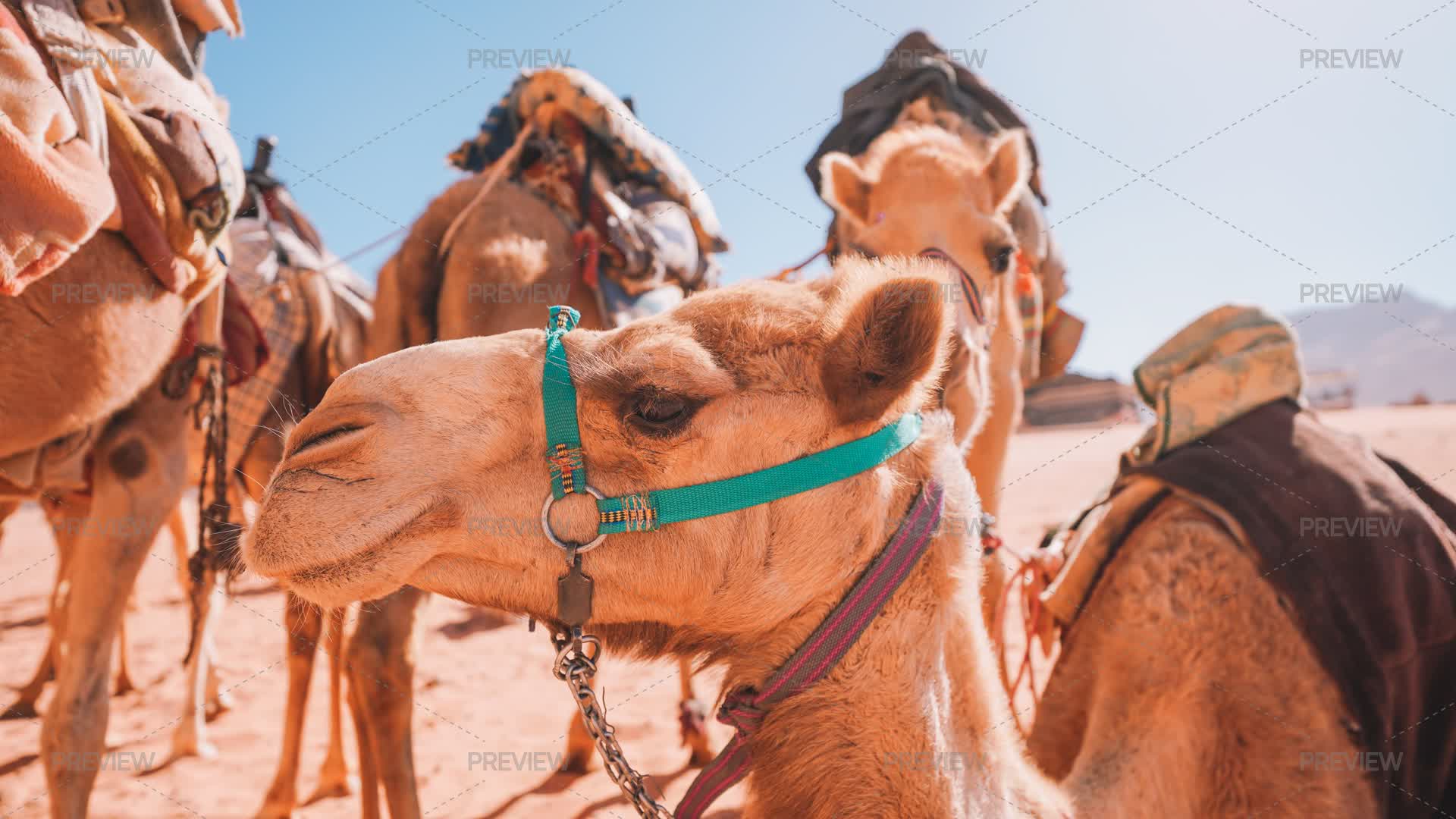 Camels Inmotion Camels In The Desert - Stock Photos | Motion Array