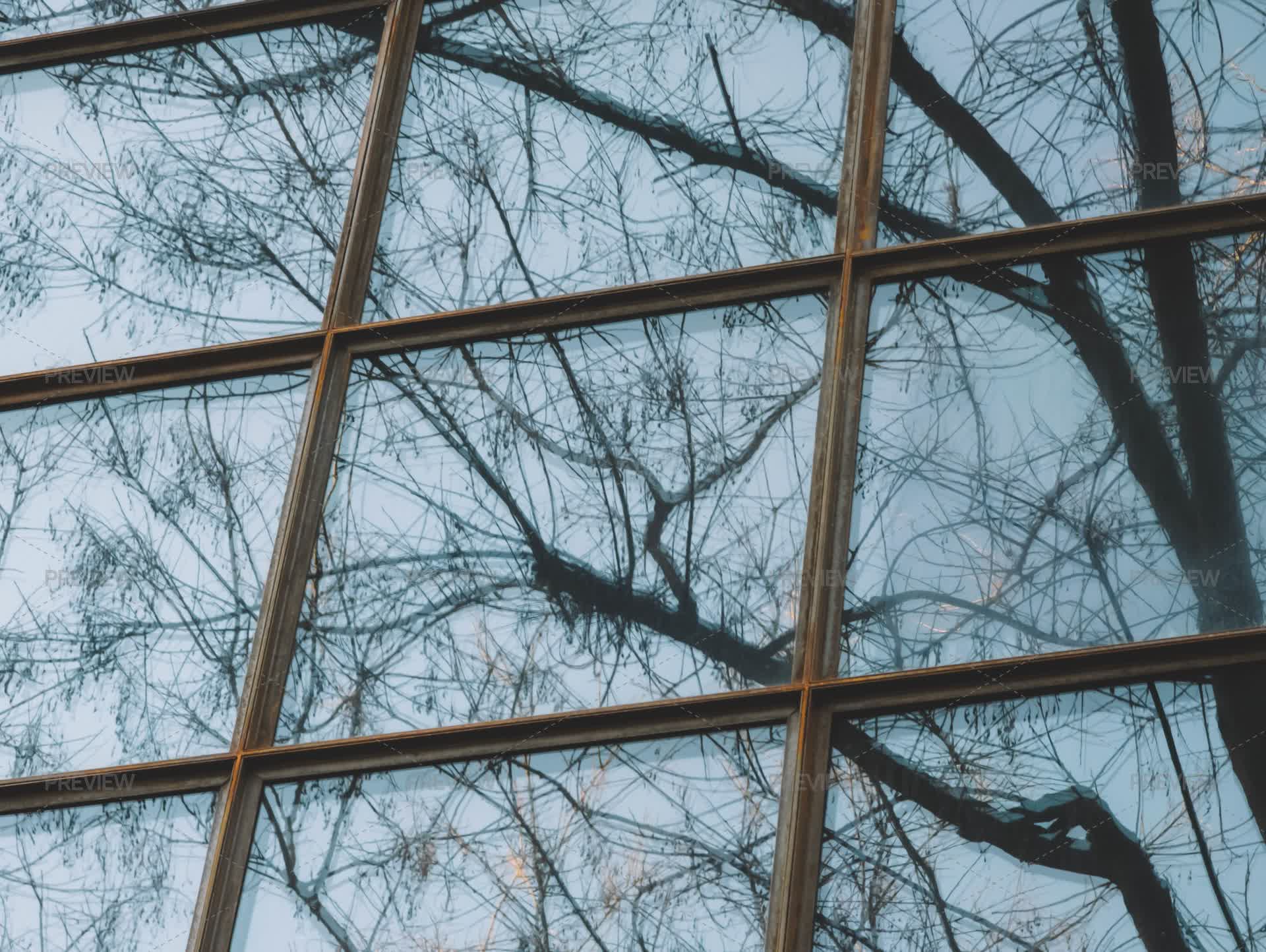 Tree Reflection Windo Window With A Reflection Of Trees - Stock Photos | Motion Array