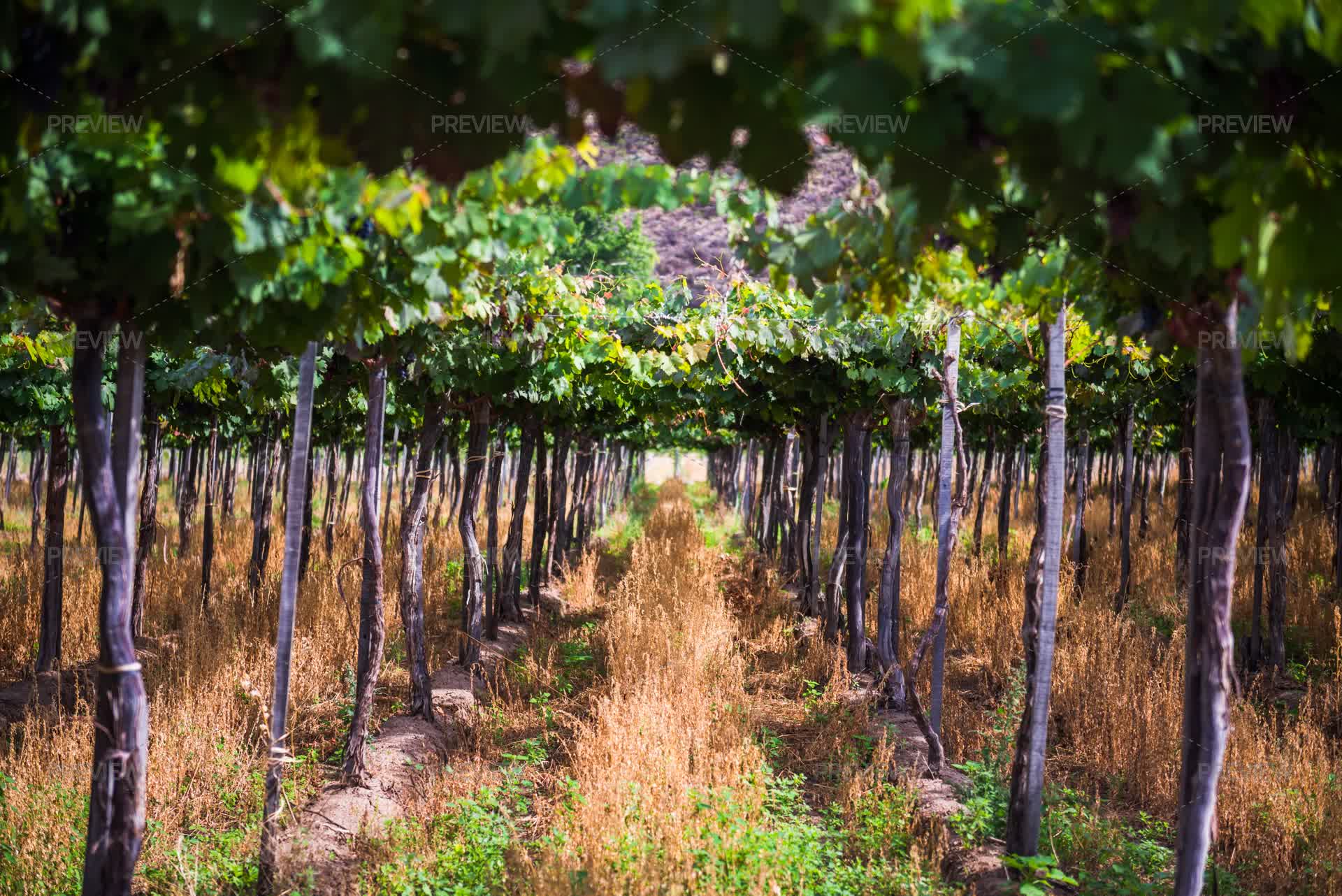 Grape Vines Rows Vineyard With Rows Of Green Grape Vines - Stock Photos | Motion Array