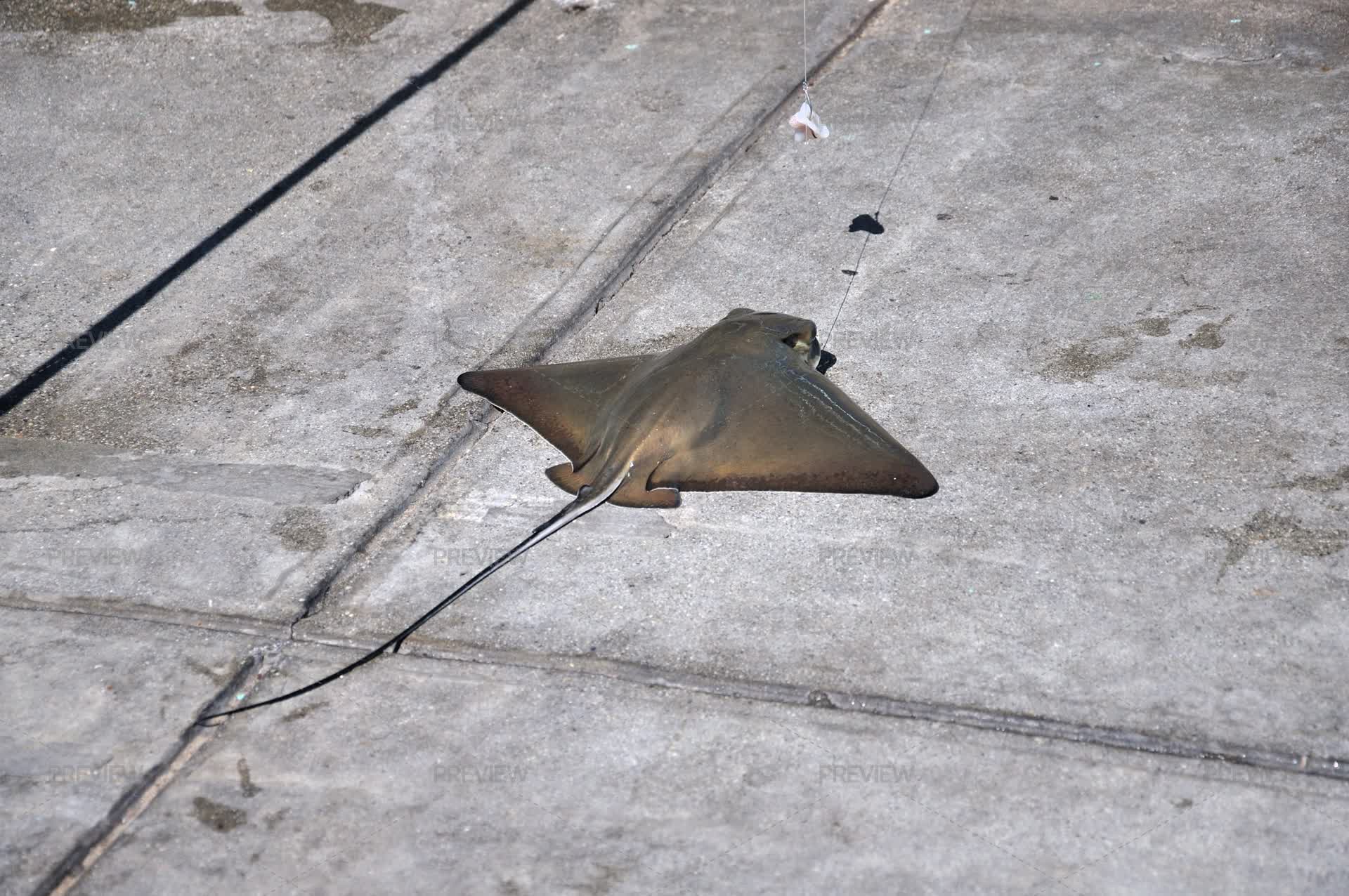 Bat Array Bat Ray On A Dock - Stock Photos | Motion Array
