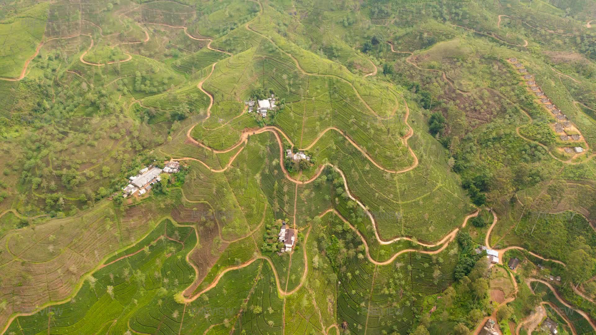 Dolosbage Tea Estate Landscape In Sri Lanka - Stock Photos | Motion Array