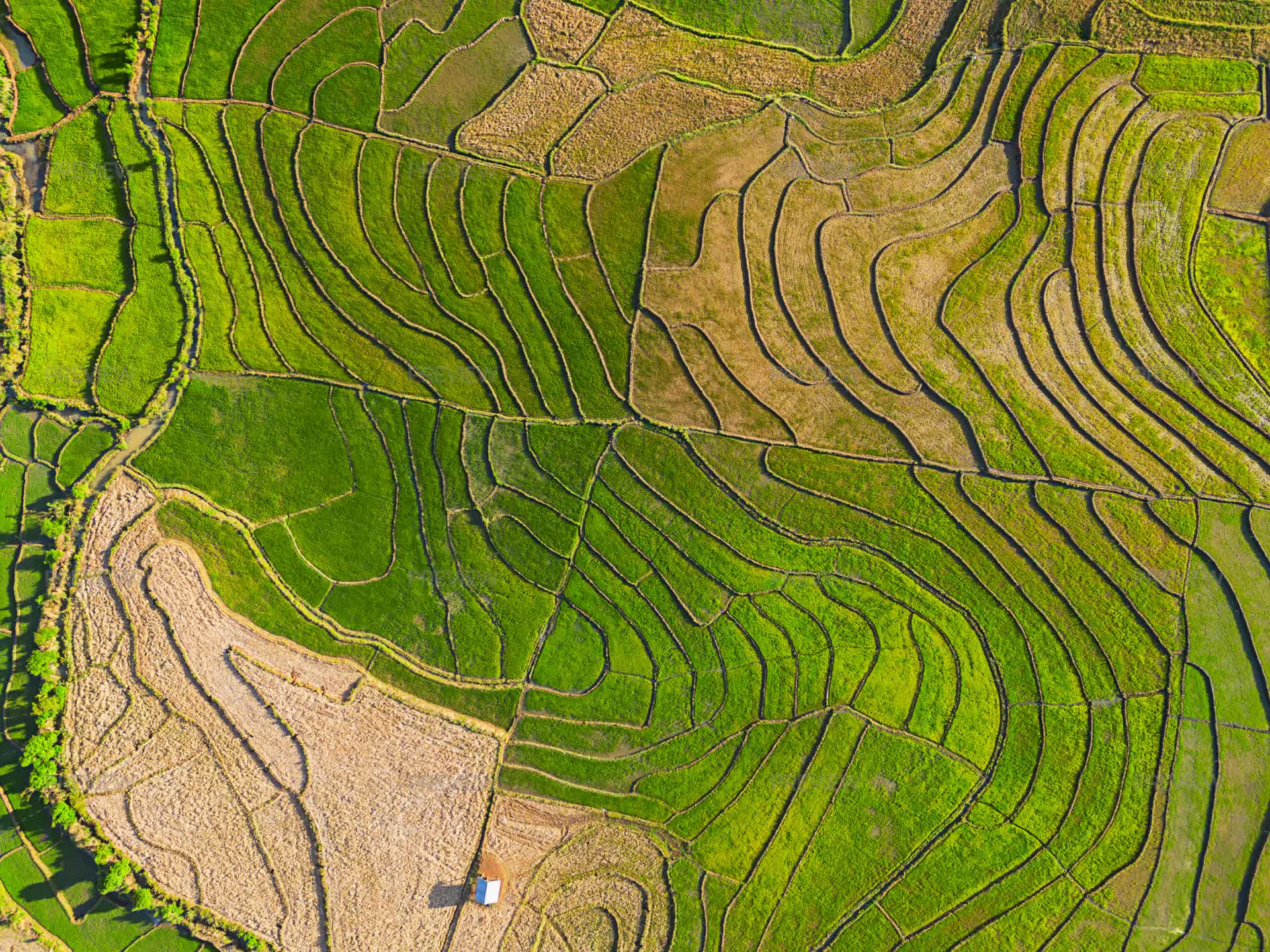 Gif Rice Field Integrated Rice Field - Stock Photos | Motion Array