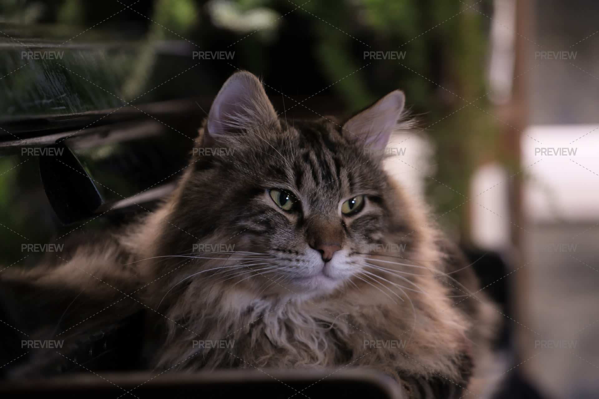 Cat - Stock Photos | Motion Array