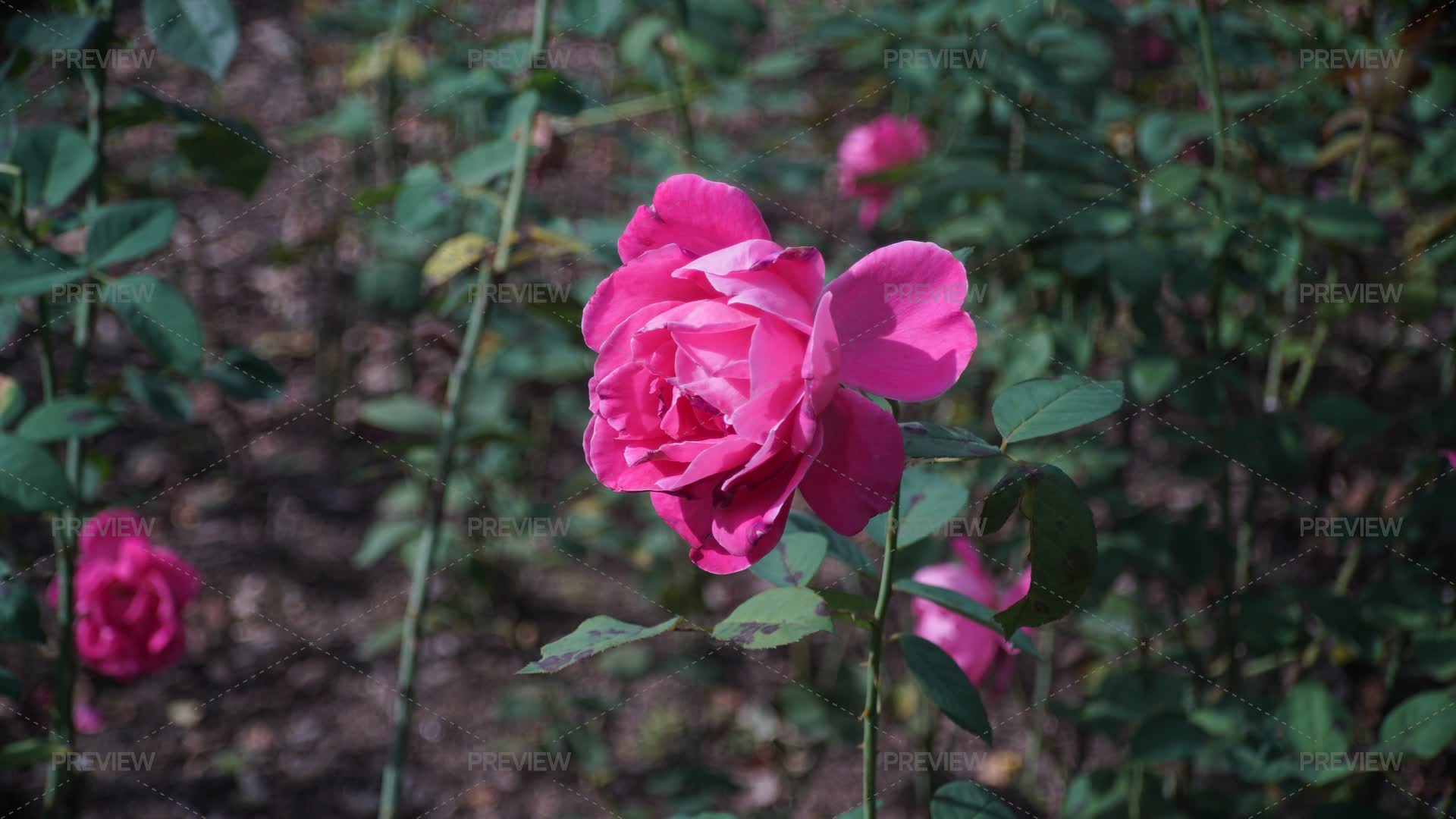 Pink Roses Outside Pink Rose Flowers In Public Outdoor Garden by shufilm - Stock Photos ...