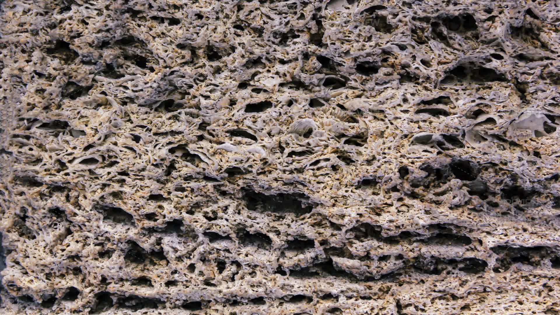 Shell Texture High Resolution Shell Texture, Close-up by liusan - Stock Photos | Motion Array