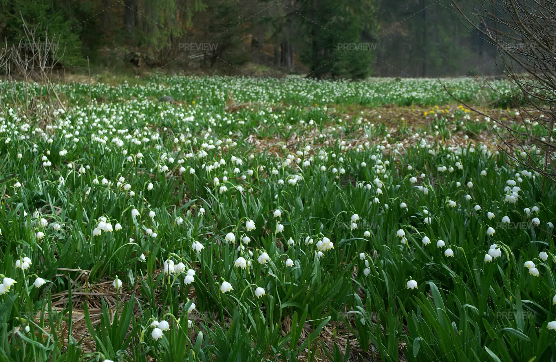 Spring Landscape With White Flowers - Stock Photos | Motion Array