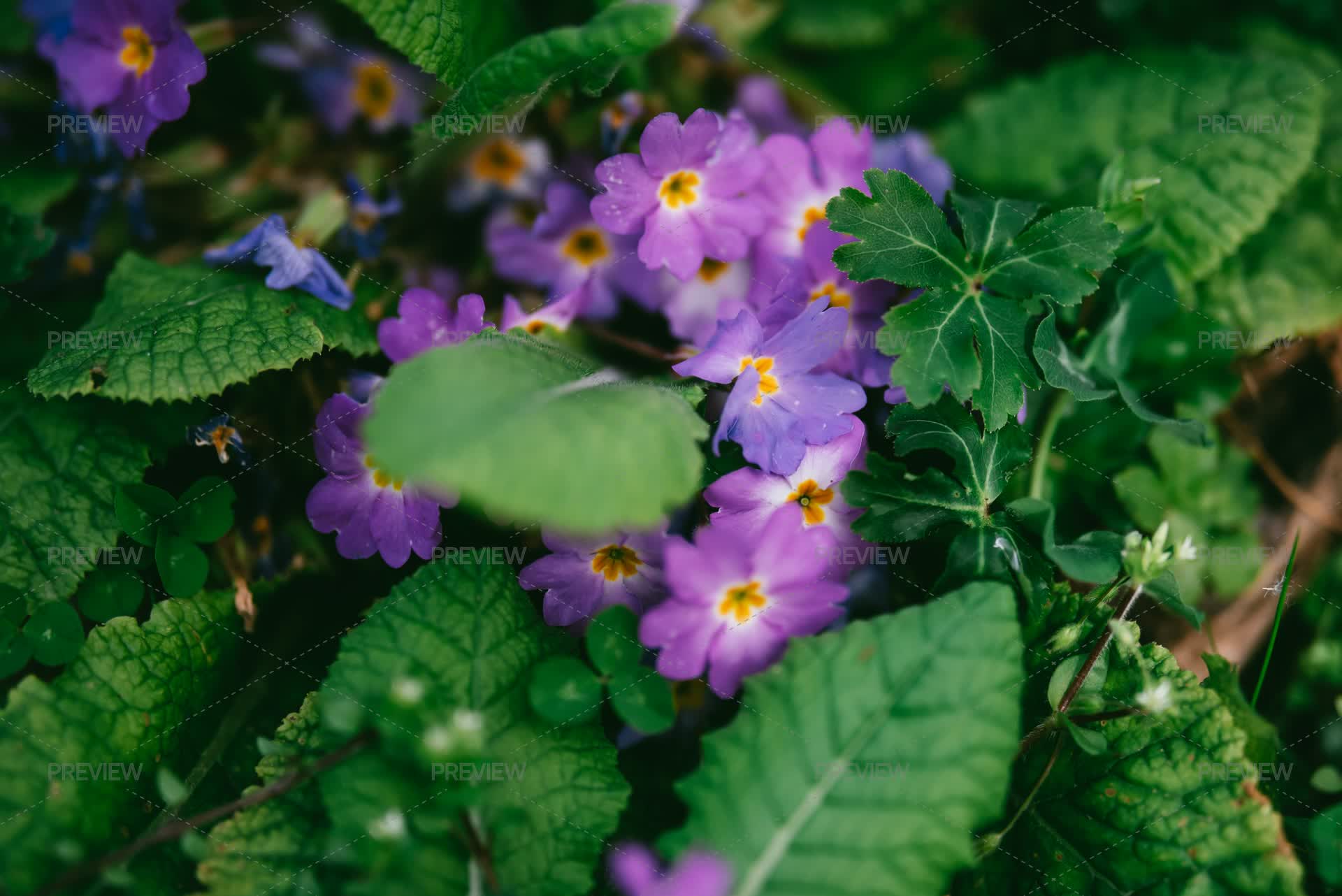 Spring Vciolet Small Violet Spring Flowers by Natia Gioragdze - Stock Photos | Motion ...