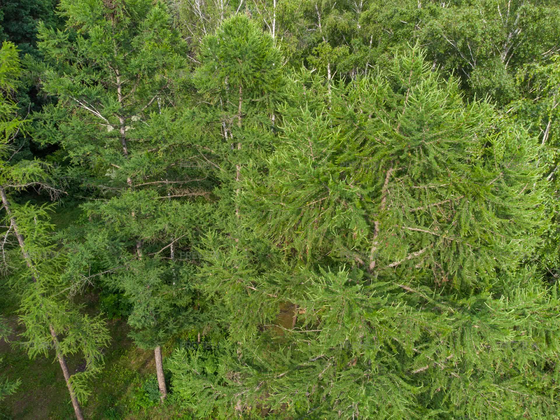Branch Look Evergreen Pine Tree Branches Look Down - Stock Photos | Motion Array