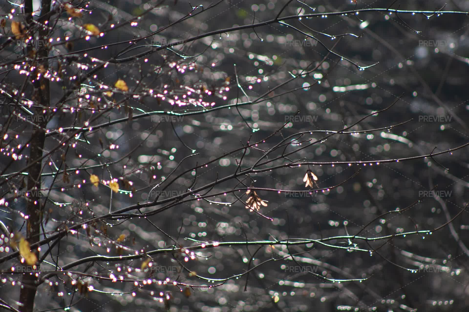 Tree Branches Raining Tree Branches After Rain - Stock Photos | Motion Array