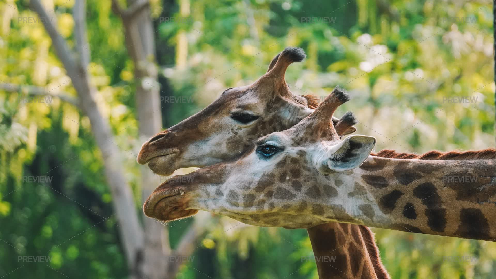 Gnaffe Portrait Of Giraffes - Stock Photos | Motion Array