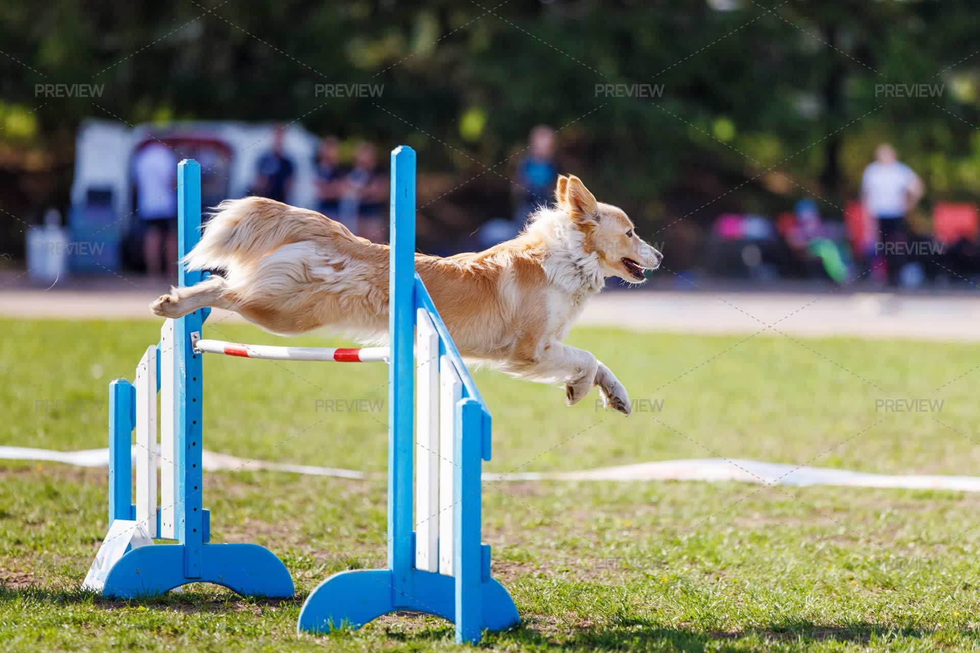 Border collie jumping over an agility hurdle