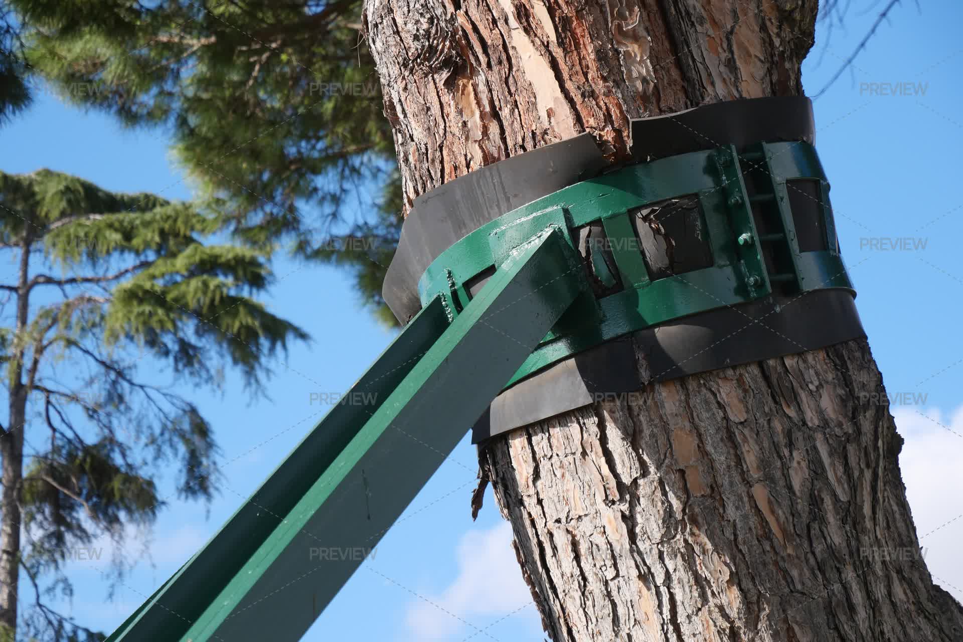 A Beautiful View Of A Strong Tree Supported By Green Straps, Under A ...