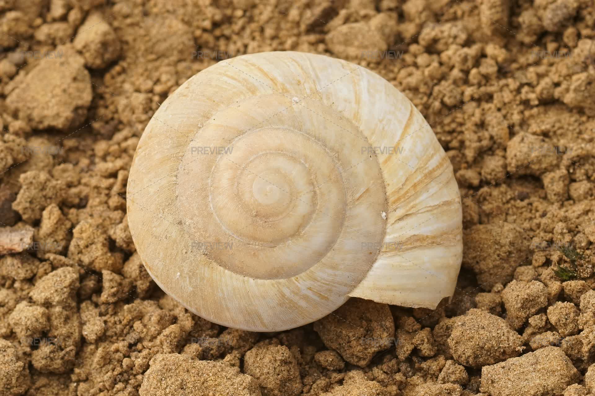 Snail Shell Spiral On Grainy Ground. - Stock Photos | Motion Array