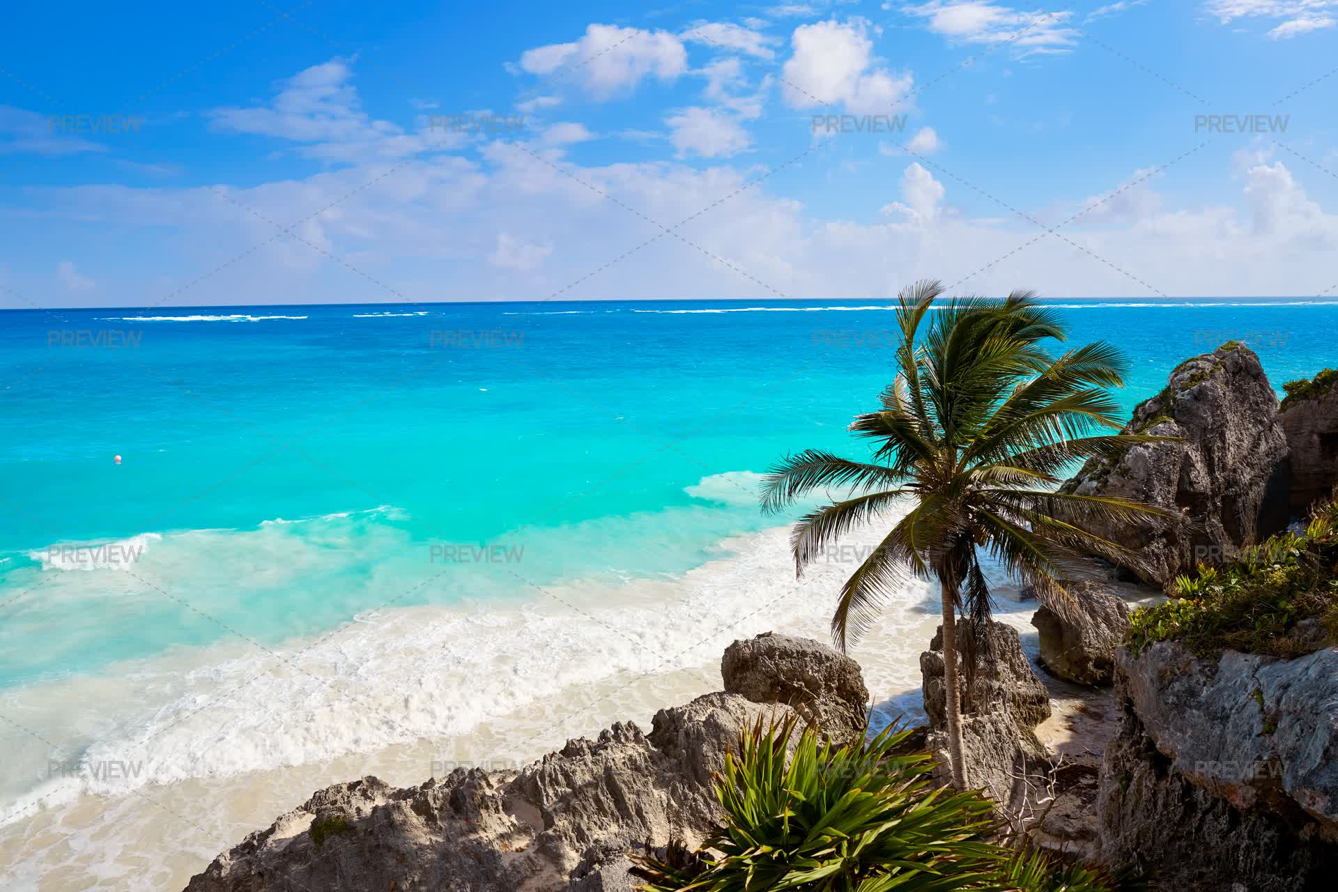 Tulum Tree Tulum Palm Tree, Riviera Maya - Stock Photos | Motion Array