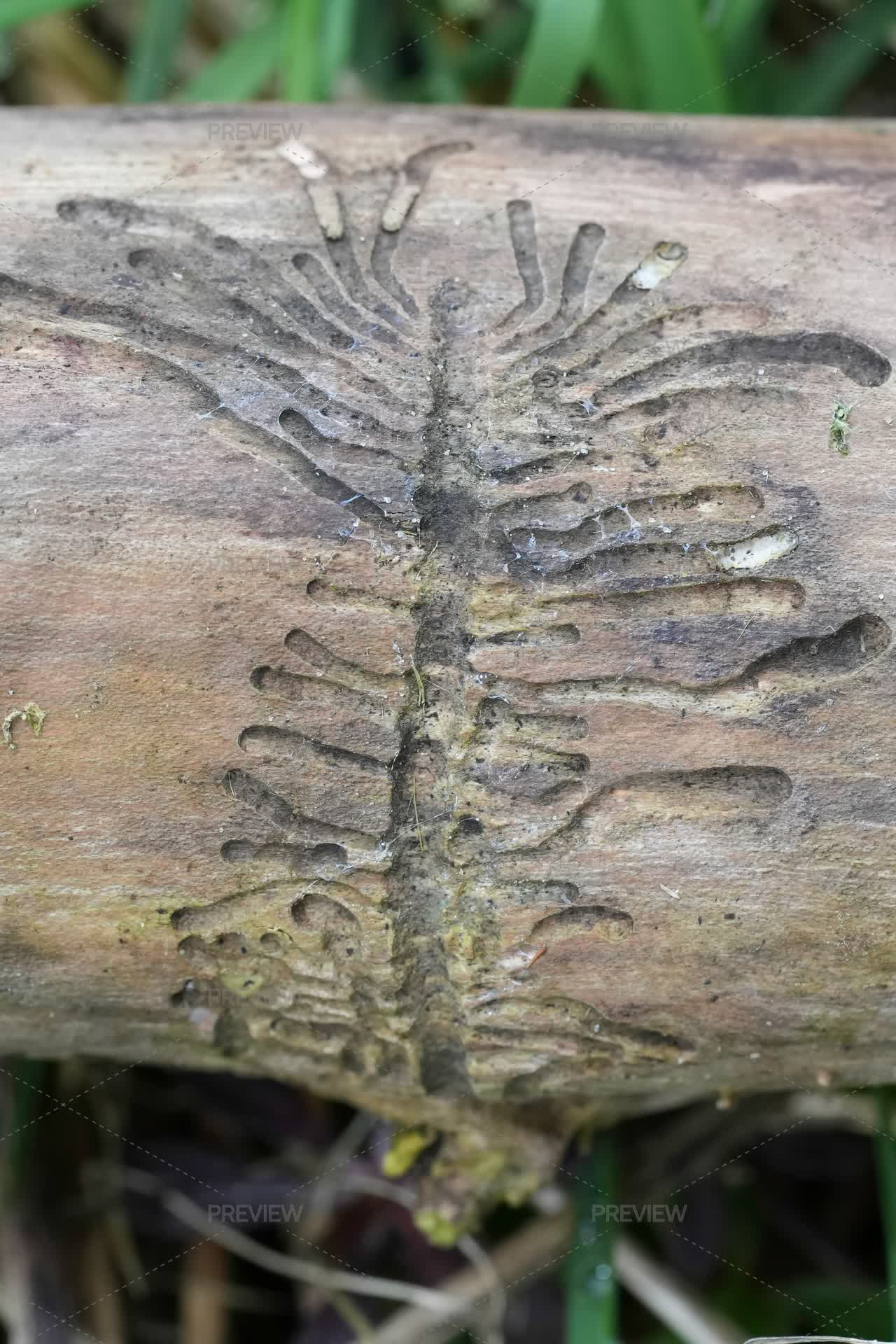 Insect Trails Carved Into Aged Wood Reveals An Artistic Pattern by HWA ...