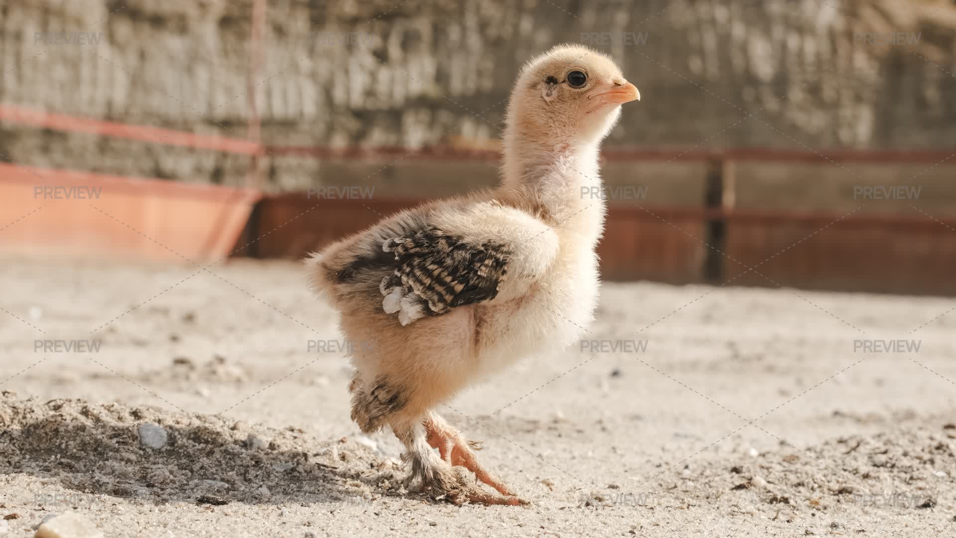 Chicken Exploring Baby Chicken Exploring Farm On Sunny Day - Stock Photos | Motion Array