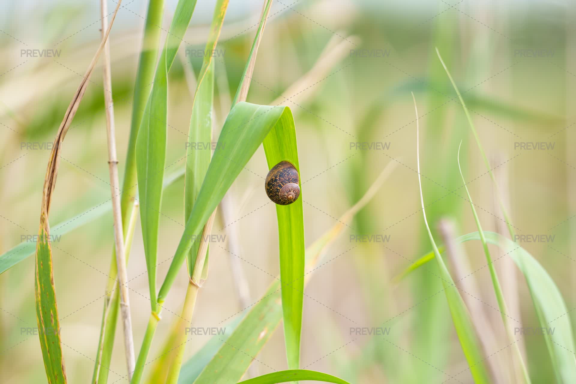 Snail Rests Quietly On A Tall Blade Of Grass - Stock Photos | Motion Array