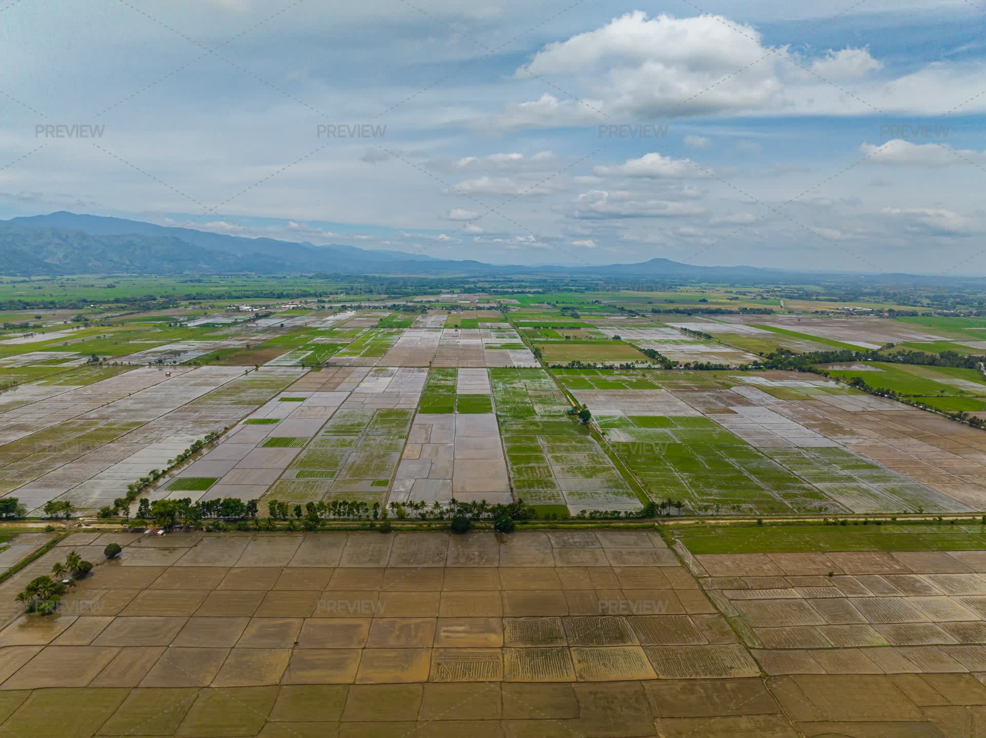Mindanao Rice Tropical Farmland And Agricultural Fields In The Philippines. Mindanao ...