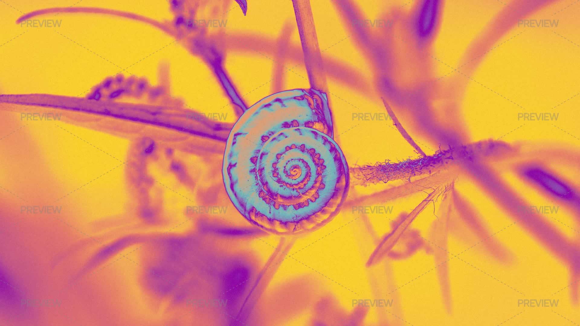 Thermal Photo Effect Of A Snail Resting On A Plant - Stock Photos ...