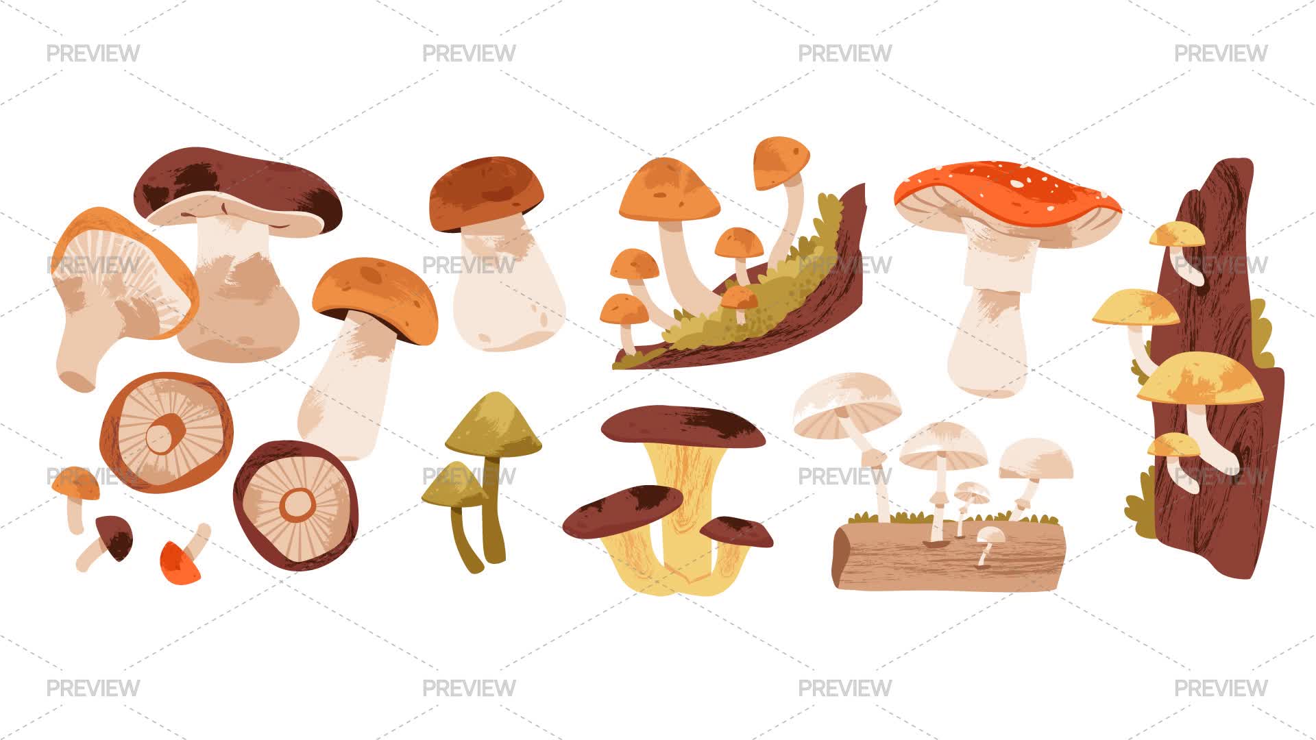Forest Mushrooms - Graphics | Motion Array