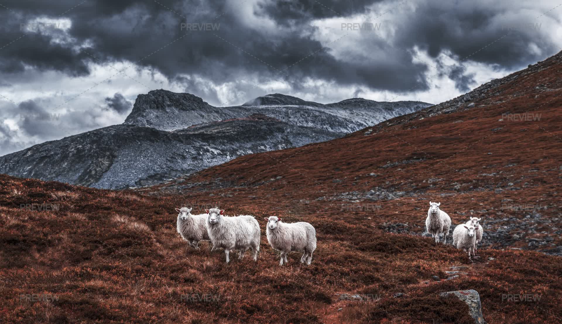 High Resolution Rondane Curious Sheep In The Rondane Autumn Land - Stock Photos | Motion Array