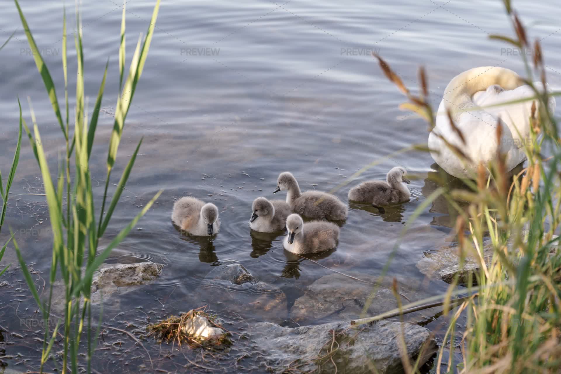 Among The Reeds, Morning Cygnet Rest by Katecat - Stock Photos | Motion ...