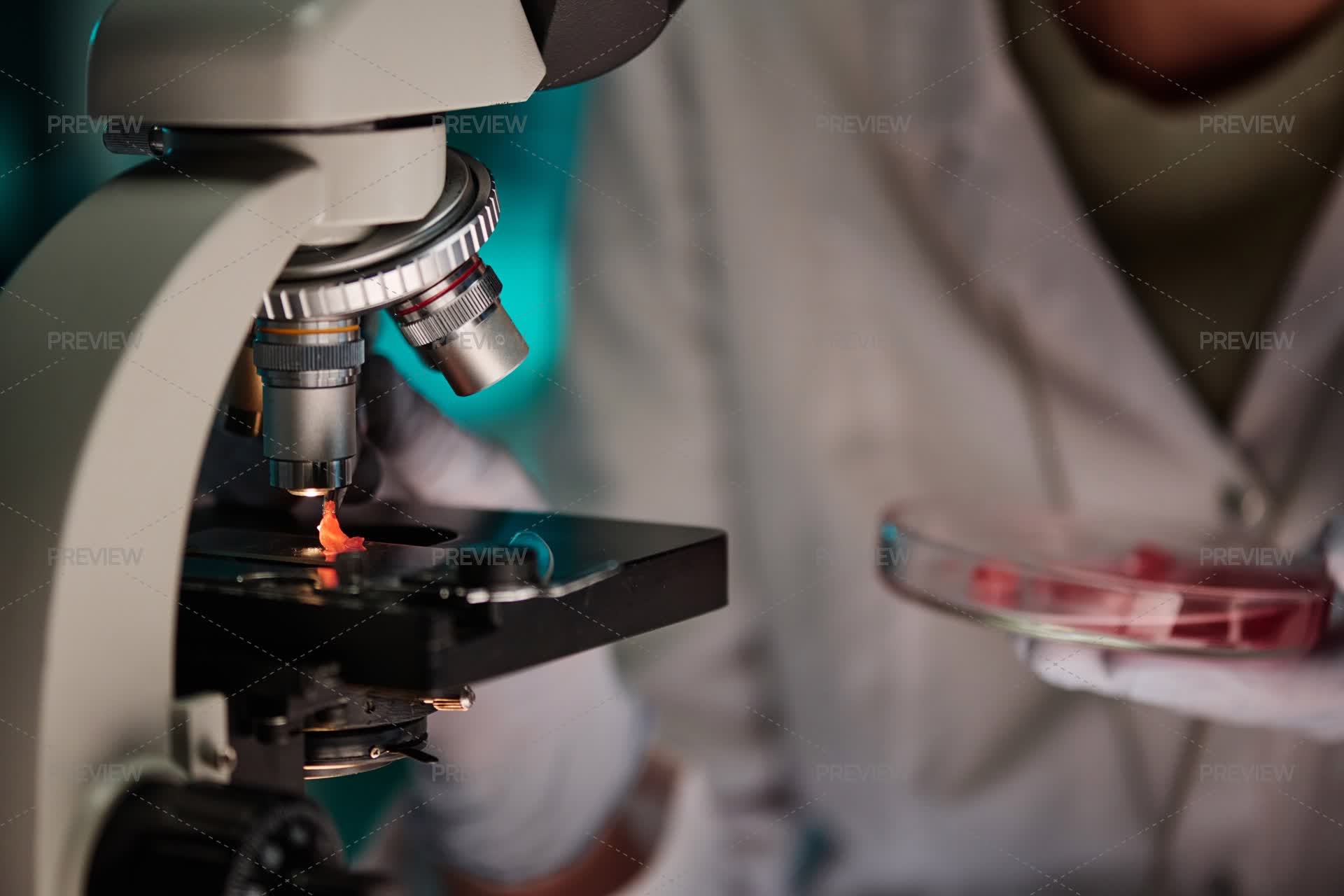 Placement Of Particle Of Meat Under Microscope For Laboratory Analysis ...