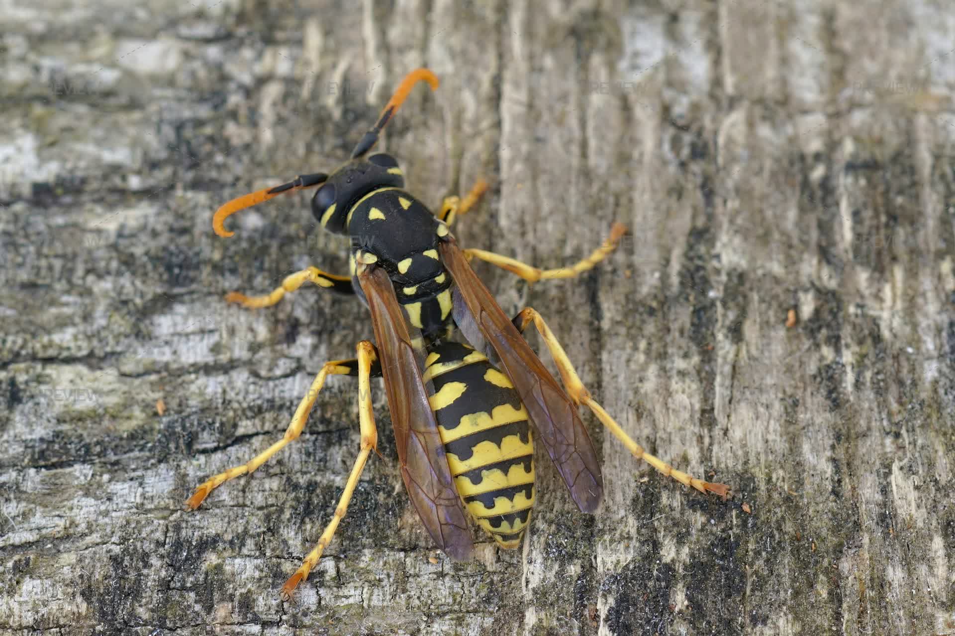 Closeup On A Yellow And Black European Paper Wasp Polistes Dominula closeup-on-a-yellow-and-black-european-paper-wasp-polistes-dominula