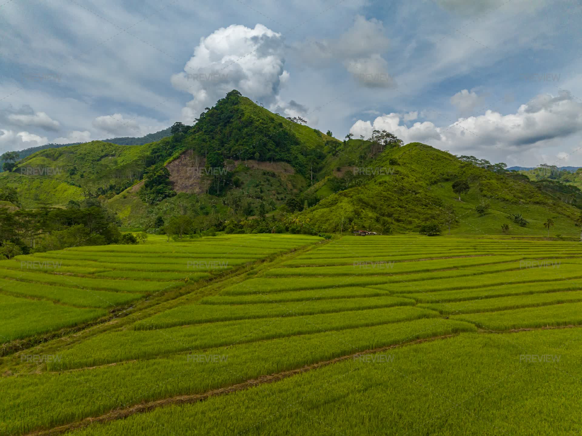 Mindanao Rice Farmland With Rice Fields On Tropical Mountain. Mindanao, Philippines ...