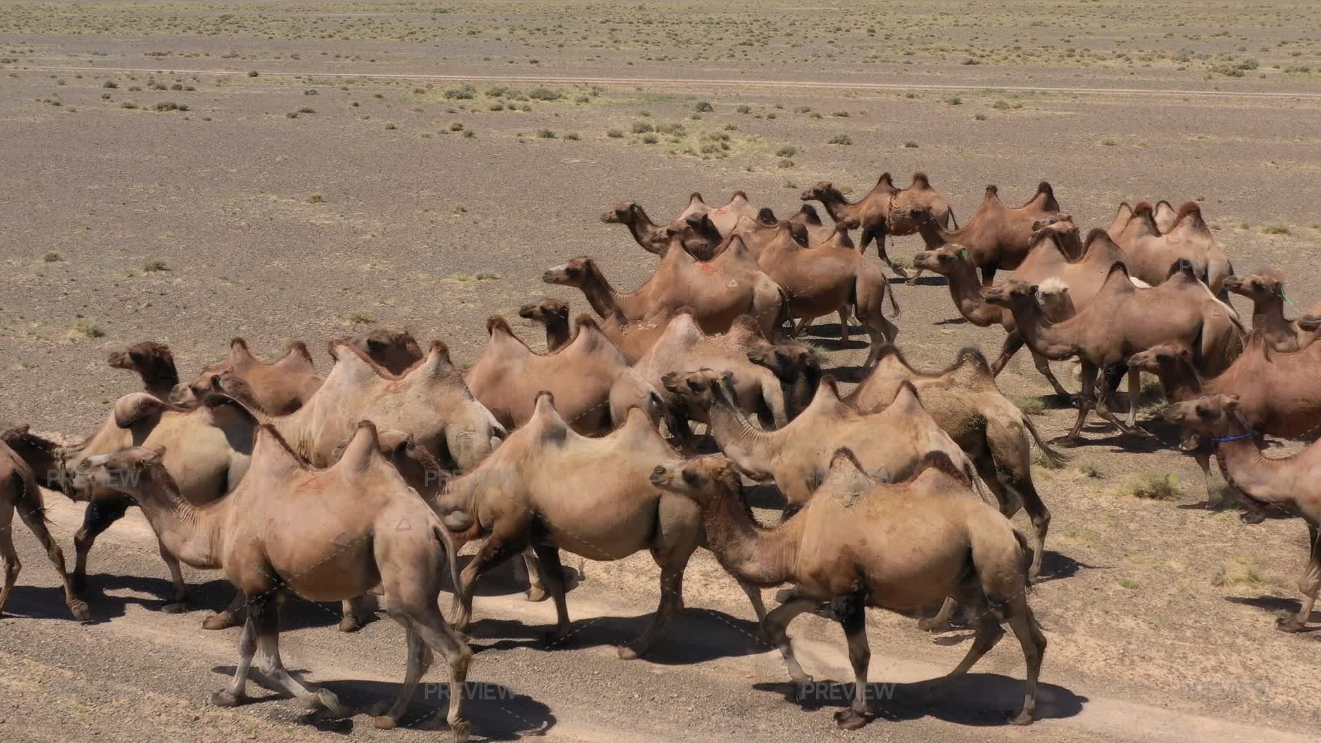 Camels Inmotion Aerial View Of Running Bactrian Camels Group In The Steppe by Mikko ...