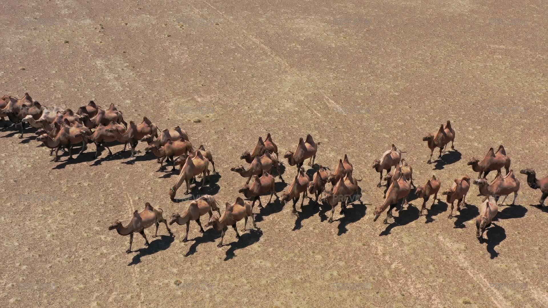 Camels Inmotion Aerial View Of Bactrian Camels Group In The Steppe by Mikko - Stock ...