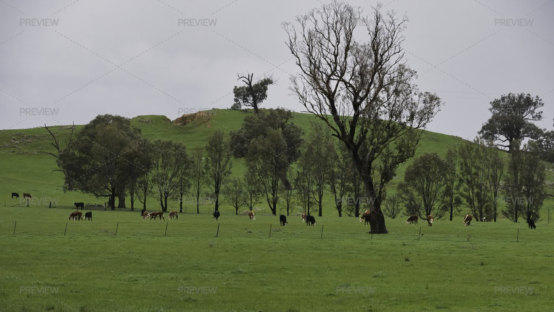 Black And Brown Cattle Grazing On Rural Paddock With Trees And Red Hill ...