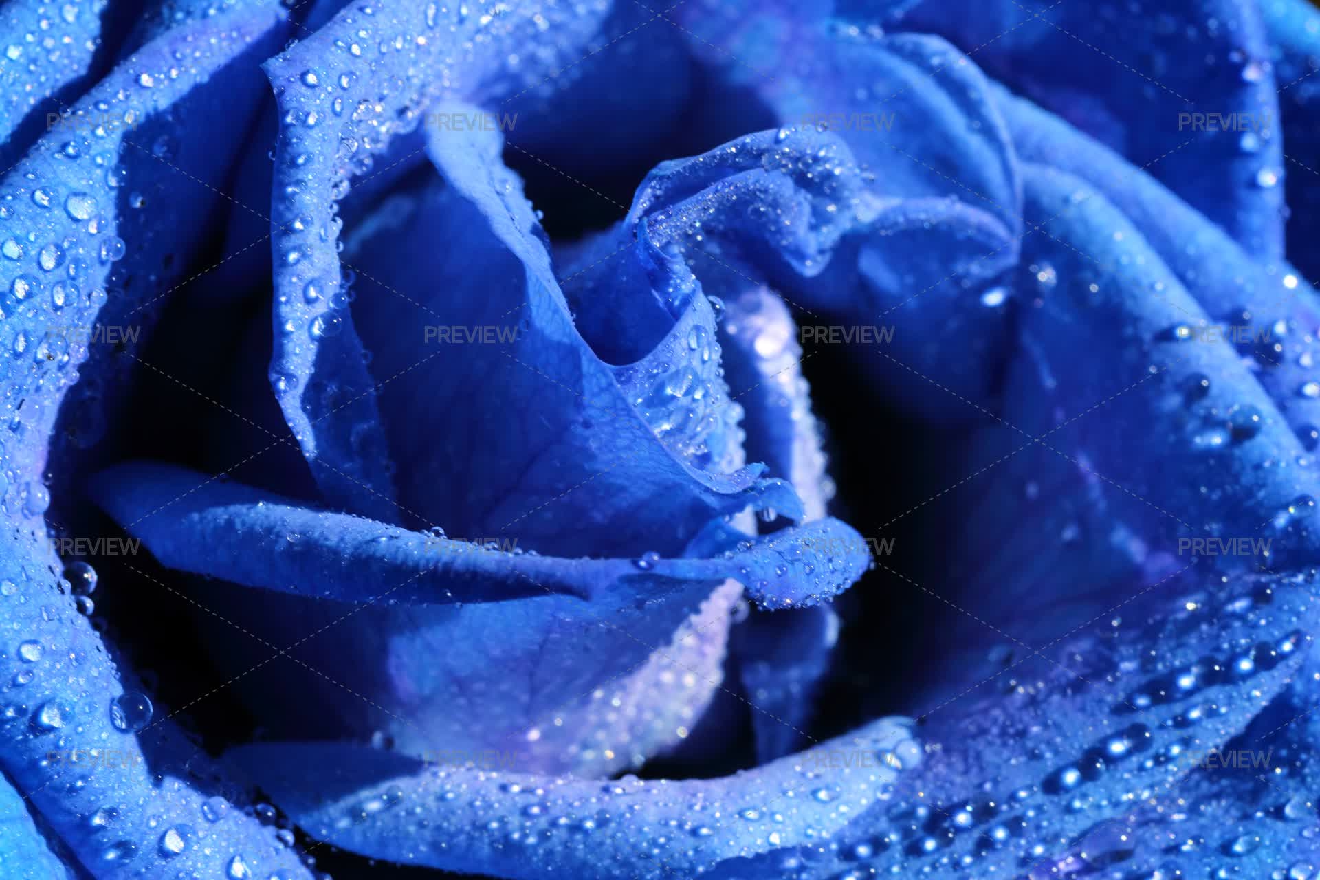 Blue Roses Back Drop Blue Rose Flower With Drops Background by Mikko - Stock Photos | Motion ...