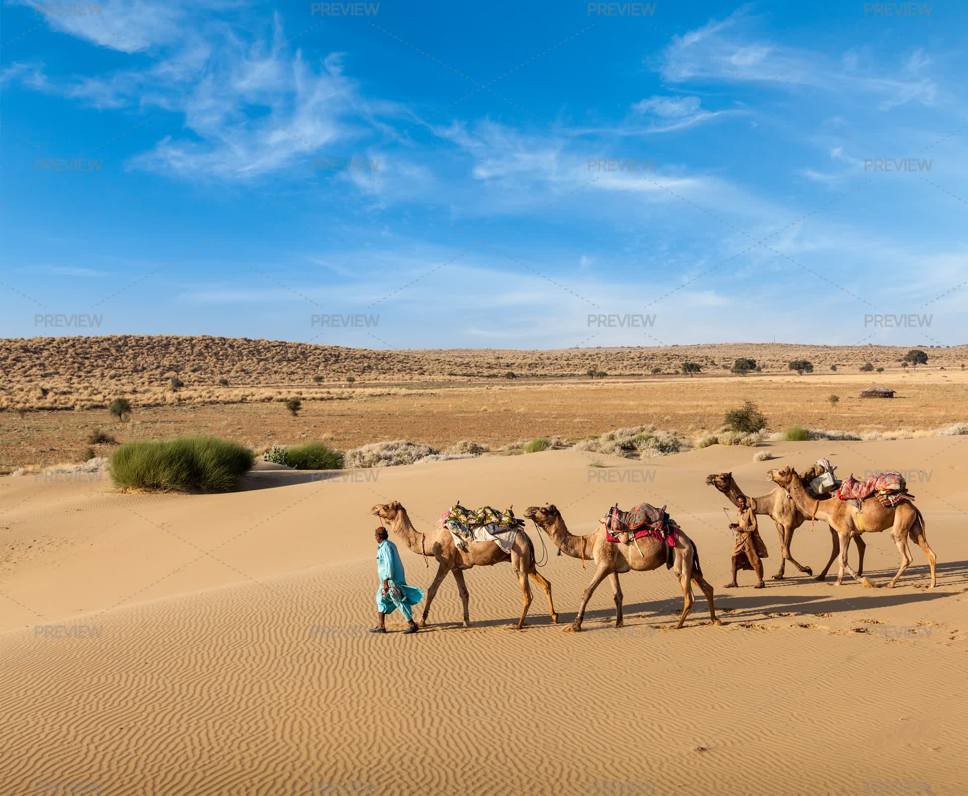 Camels Inmotion Two Cameleers Walking With Camels In Dunes Of Thar Desert - Stock ...