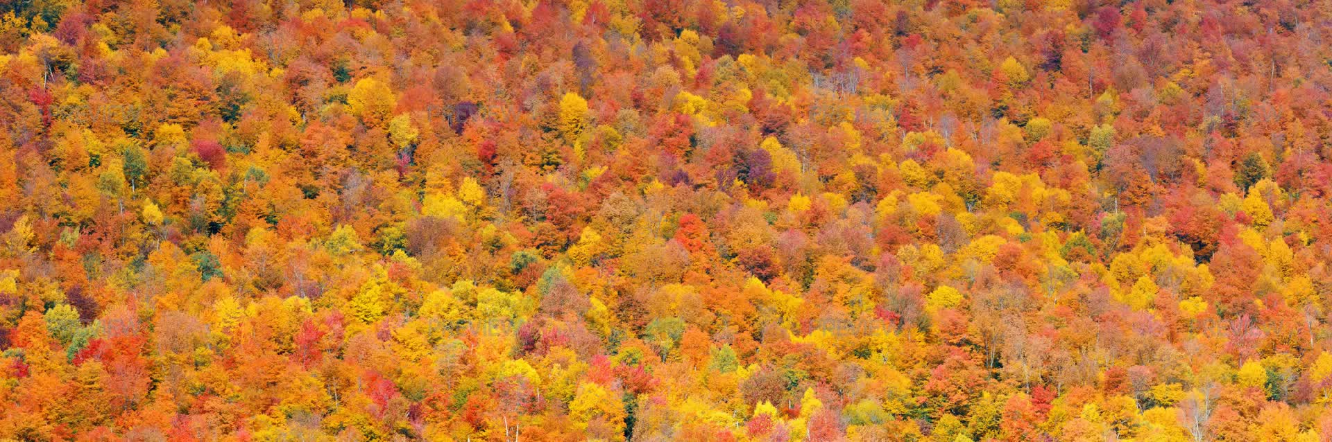 Fall Foliage Background - Stock Photos | Motion Array