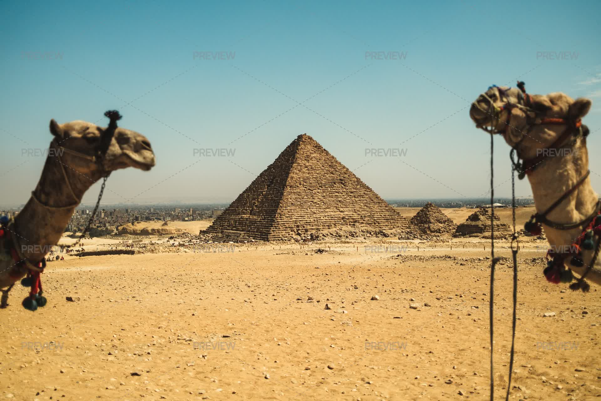 Camels Inmotion Two Camels Looking Each Other In Front Of The Pyramids by Francesco ...