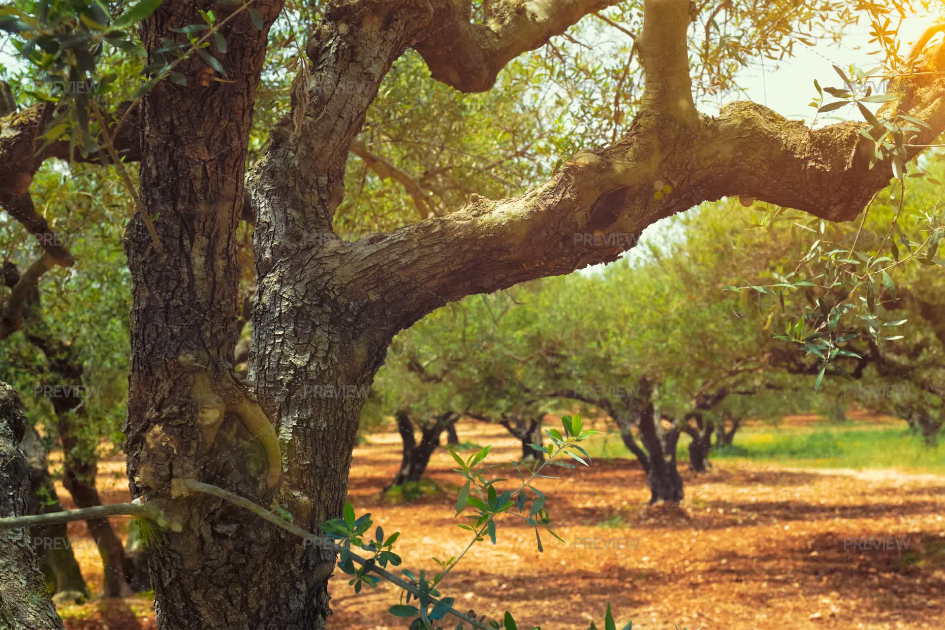 Olive Trees Olea Europaea In Crete, Greece For Olive Oil Production ...