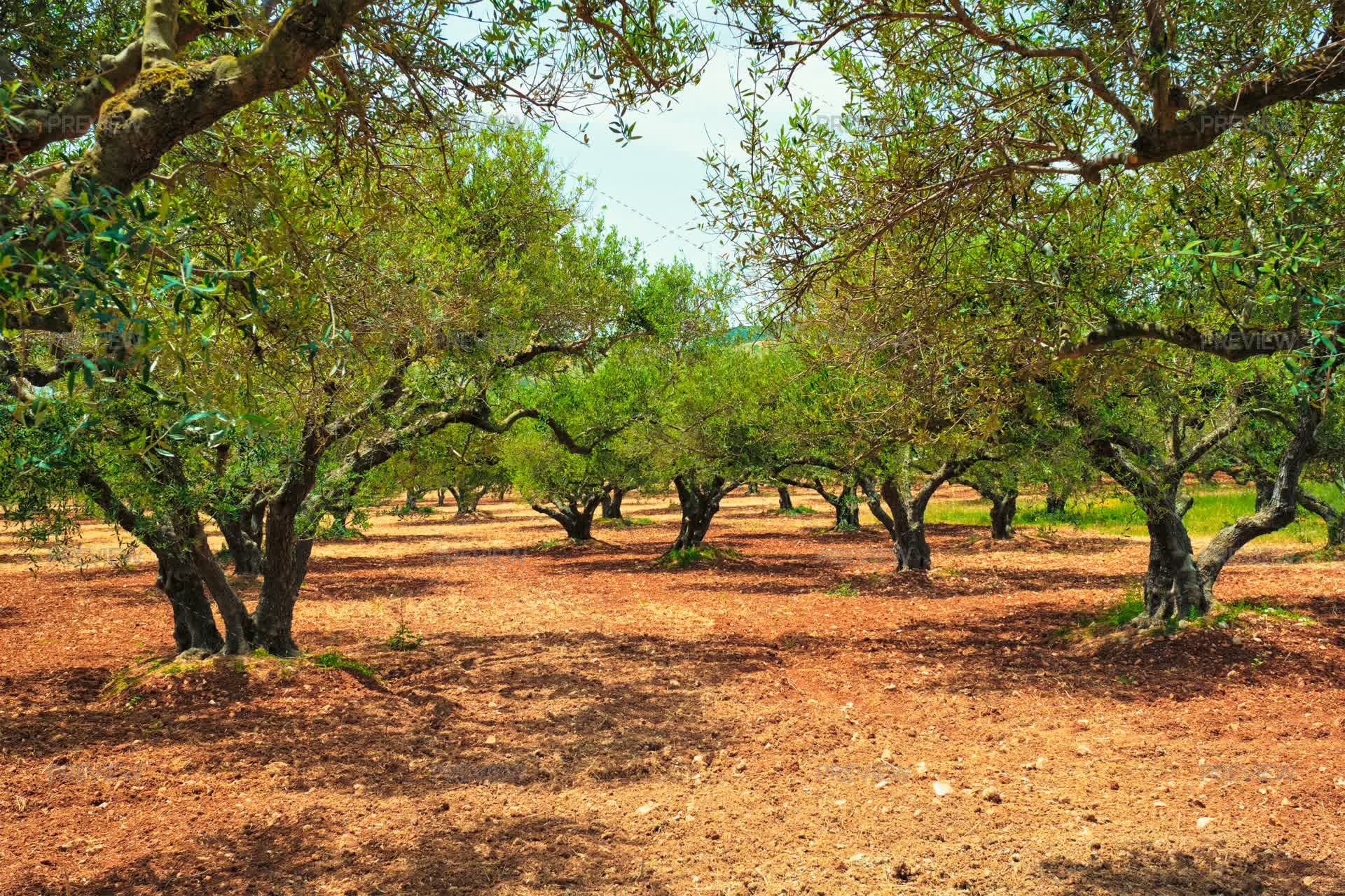 Olive Trees Olea Europaea In Crete, Greece For Olive Oil Production by ...
