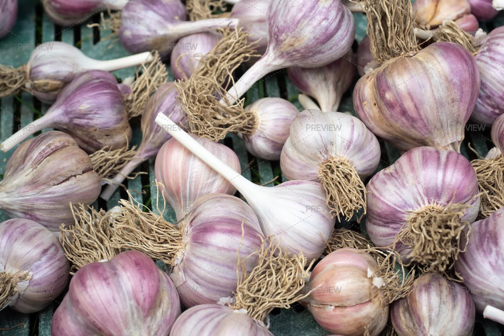 Fresh Purple Garlic Bulbs With Roots After Harvest - Stock Photos ...