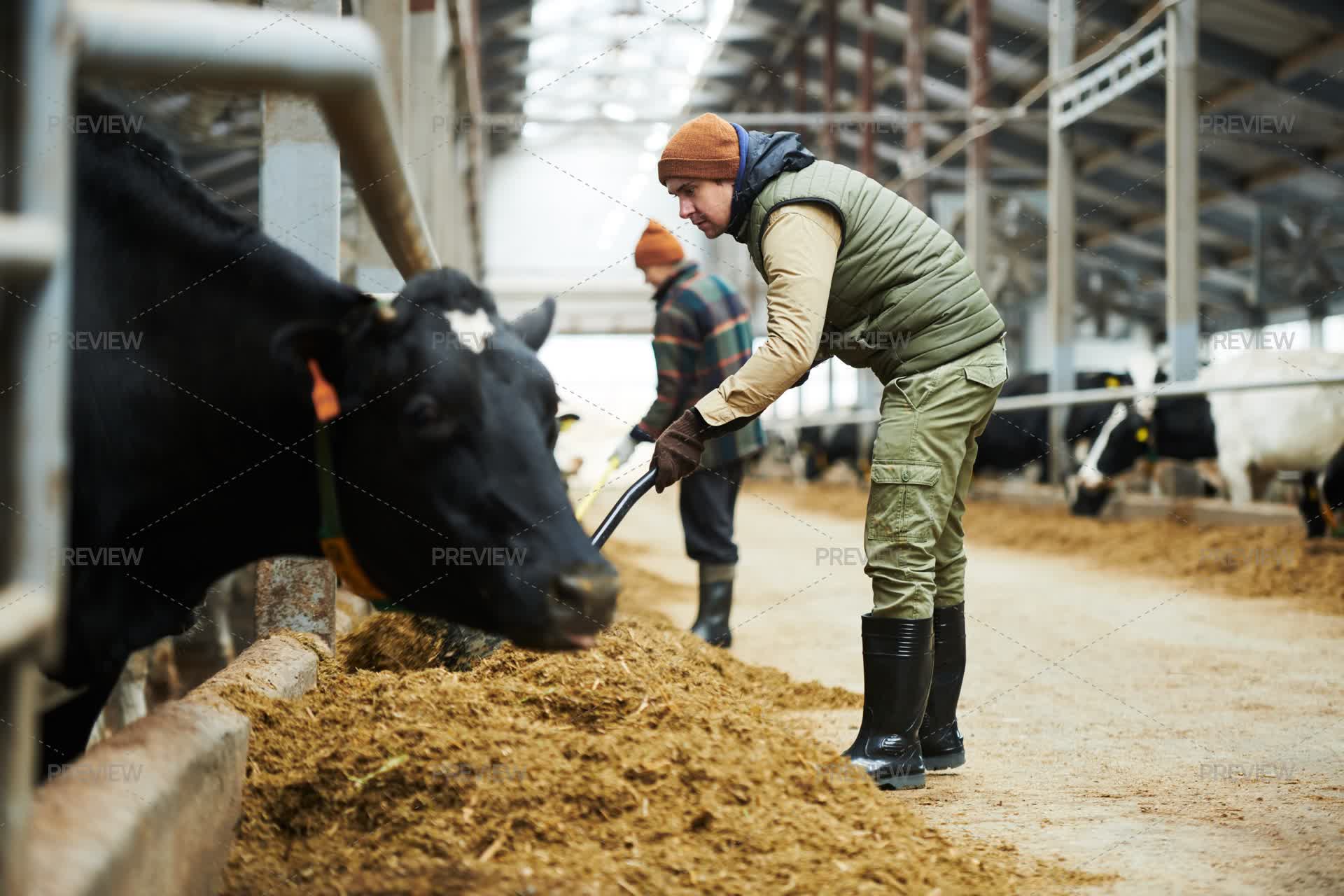 Worker Forager Worker With Pitchfork Spreading Fodder For Cows In Feeder With Forage ...