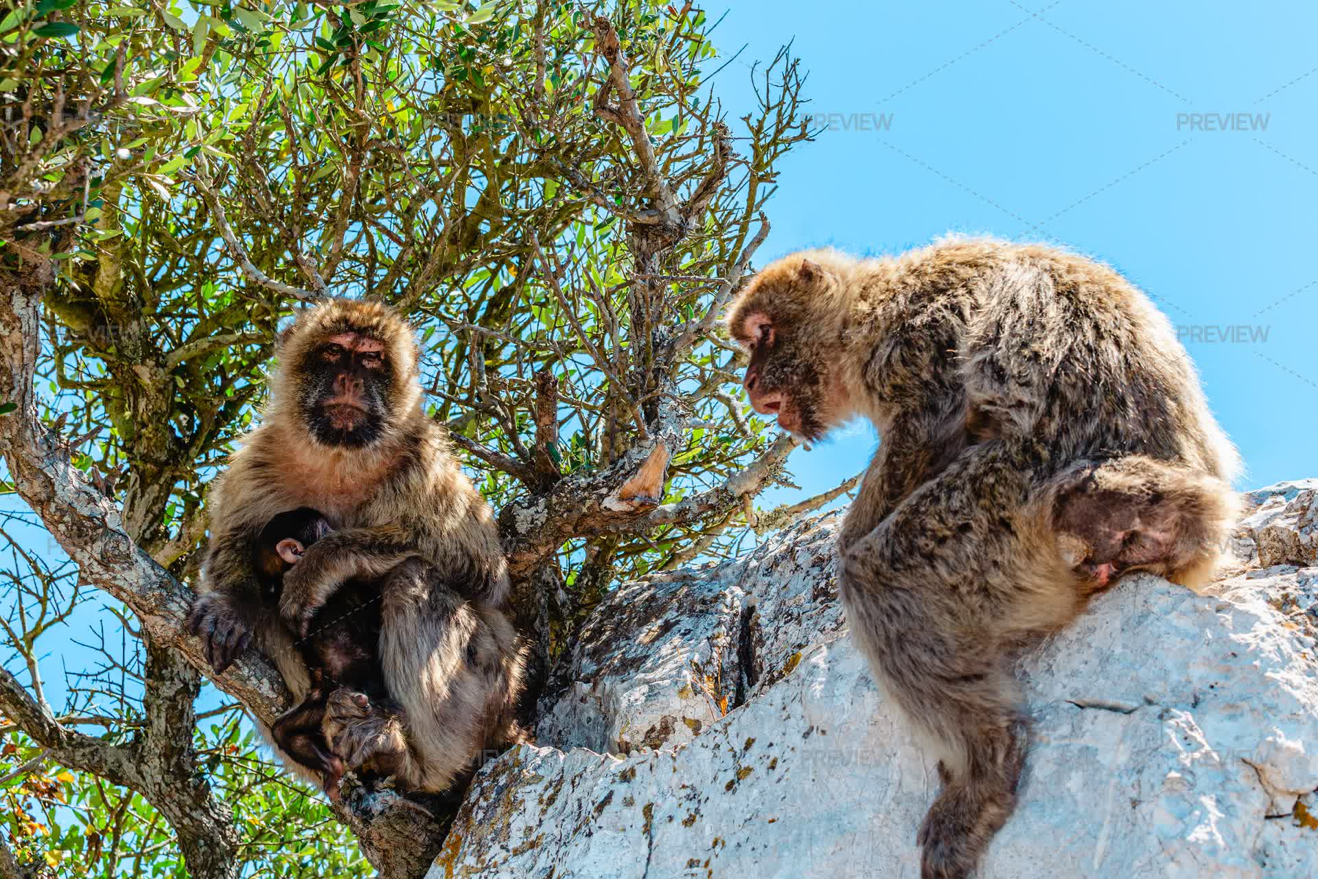 Monkey Discussion Monkeys Interacting In A Tree - Stock Photos | Motion Array