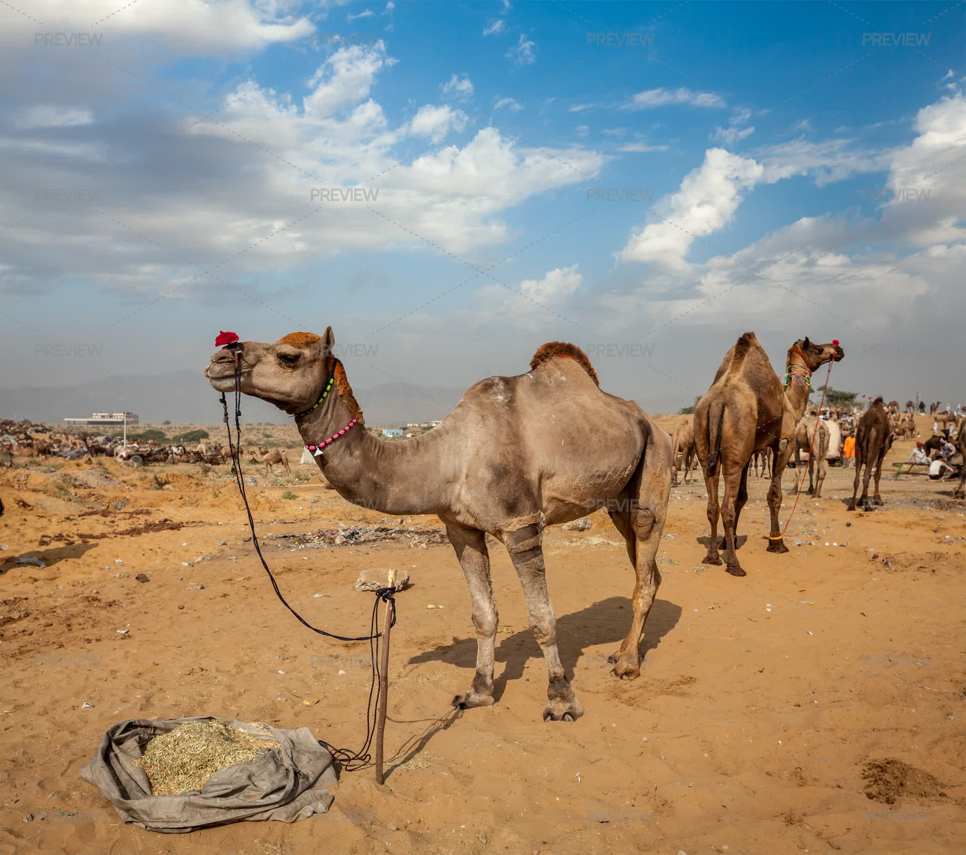 Camels Inmotion Camels At Pushkar Mela (Pushkar Camel Fair), India - Stock Photos ...