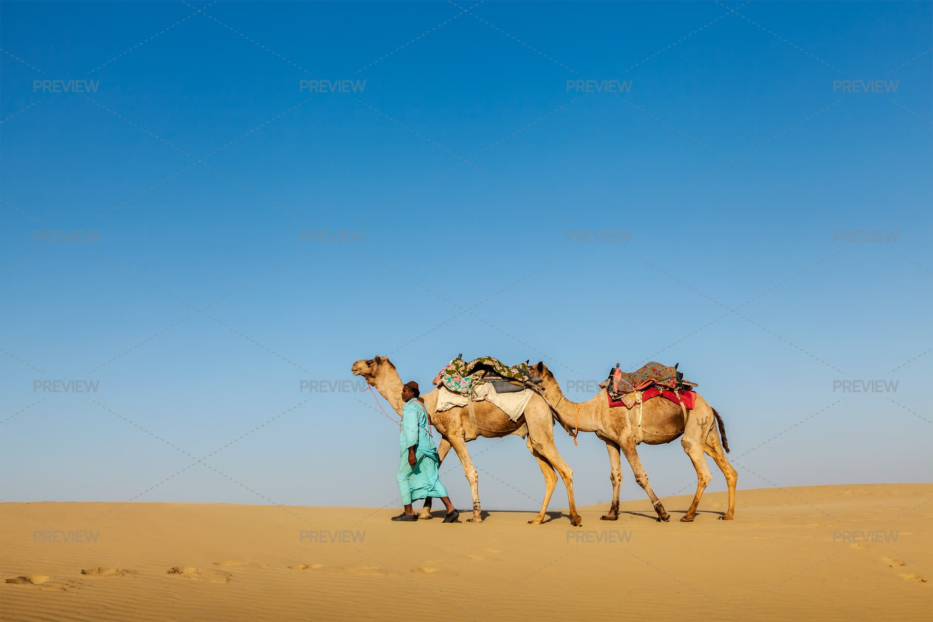 Camels Inmotion Cameleer Walking With Camels In Rajasthan, India - Stock Photos ...