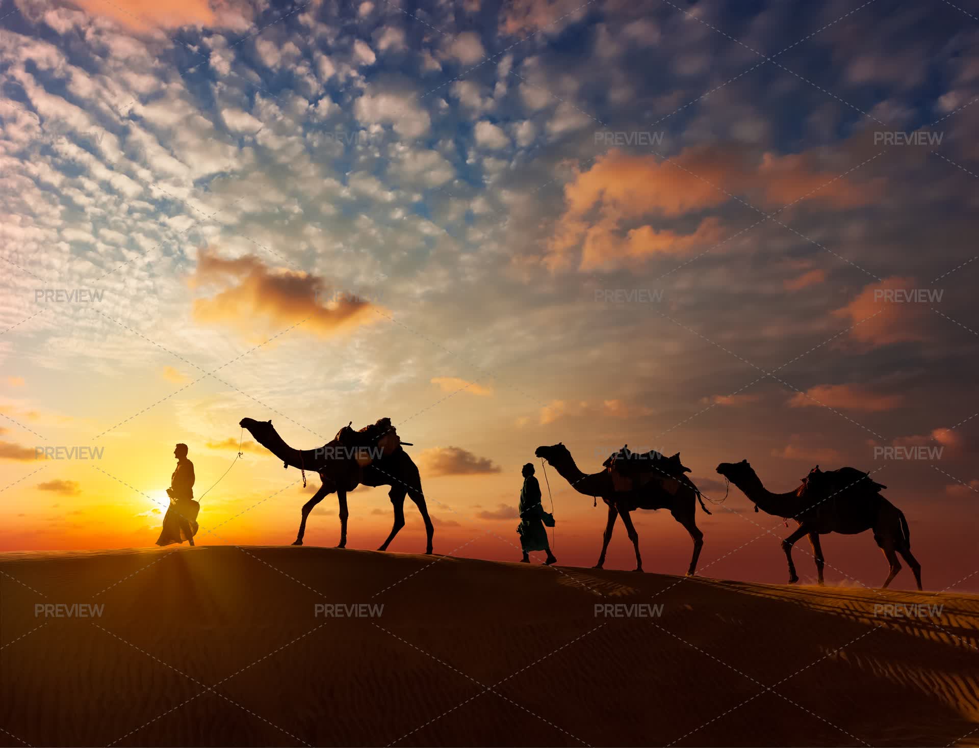Camels Inmotion Two Cameleers Walking With Camels In Dunes In India by Dmitry Rukhlenko ...