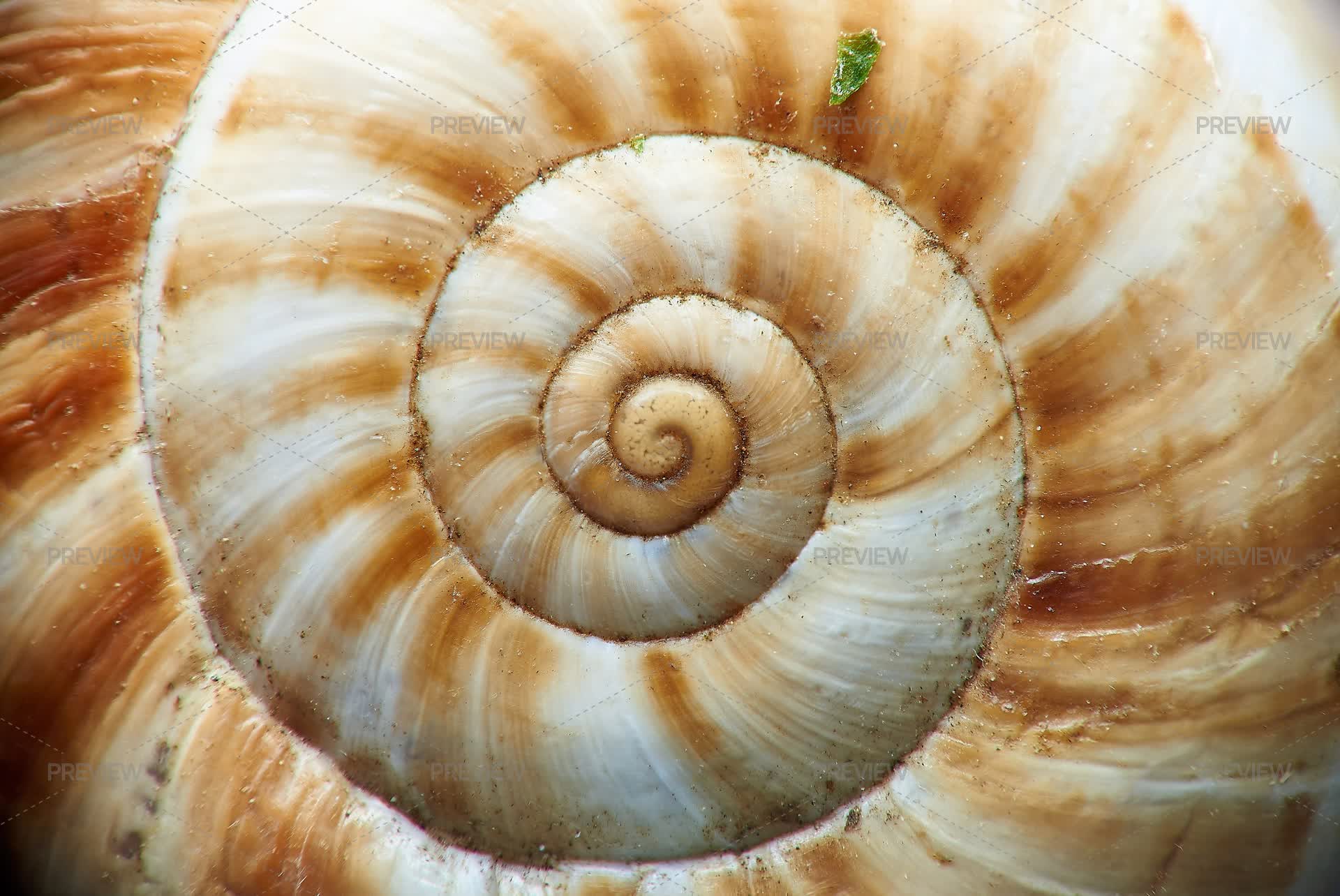 Ssnail Shell Snail Shell by Frame Fusion - Stock Photos | Motion Array